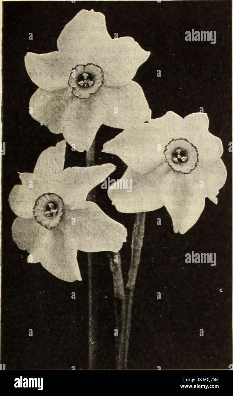 Narcissus Poeticus Oknatts Le Narcisse Du Poète Narcissus