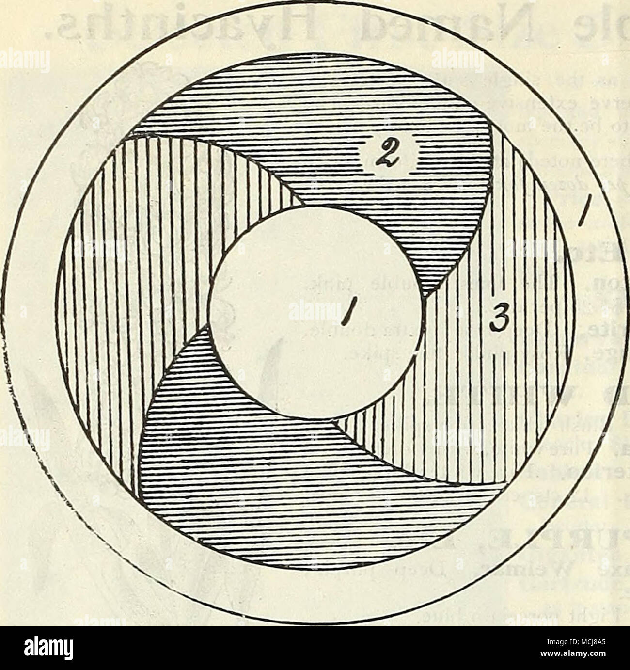 . Lit circulaire d'Hacinths « UN Henry A. Dreer, Philadelphia, PA, collections des jacinthes pour lits. Quelques bulbes peuvent être utilisés pour la literie avec de si bons effets que les jacinthes, et chaque printemps, ils forment l'une des caractéristiques des principaux parcs publics, et, compte tenu de la peu de mal nécessaire pour leurs soins et le faible coût de la plantation d'un bon lit, c'est une question de commentaire que l'augmentation des semis ne sont pas vus dans des jardins privés. En mélange dans les différentes couleurs de jacinthes offerts à la page 3 sont bien adaptées pour les fins de la literie, où pourtant un design particulier est recherché à laquelle la colo Banque D'Images