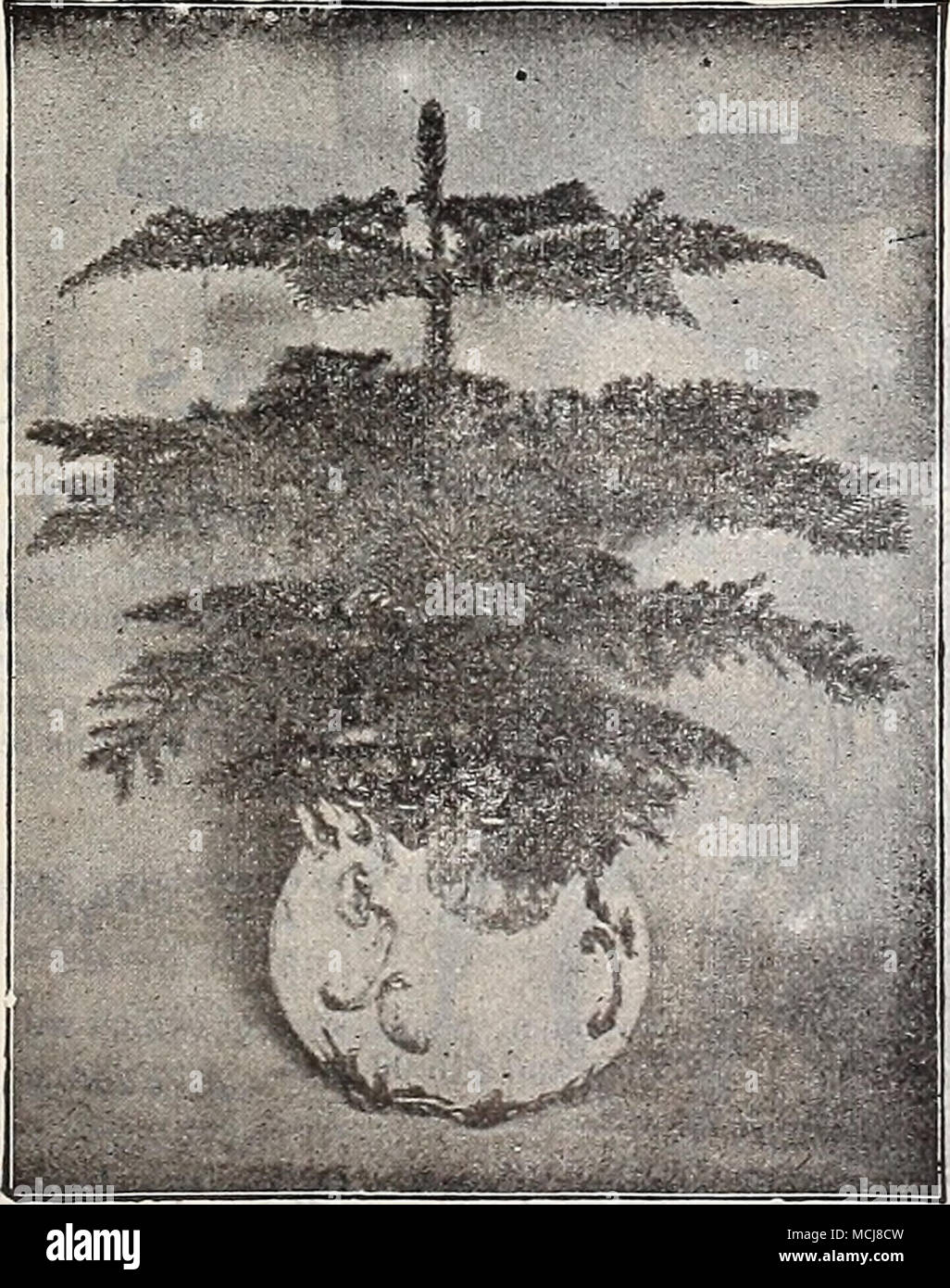 . Chacun. 4 pots, 6 pouces de haut. ..$075 4 » » » » 8 .. 1 5 00 12 " " " .. 1 6 50 15 " " " " .. .. 200 Araucaria excelsa. Excelsa glauca. C'est identique à ce qui précède, sauf dans la couleur du feuillage, qui est d'un beau vert bleuâtre ou glauques. Les plantes nous offre de ce sont des pluies très fines, des spécimens nains. 5 pots, 8 pouces de haut, paragraphe 1.00 ; 6- chaque pots, 15 pouces de haut, 2,00 $ chacun. KobllStaCoinpacta. Cela diffère de A. excelsa dans ses plus robuste, mais en même temps, plus compacte, produisant même Banque D'Images