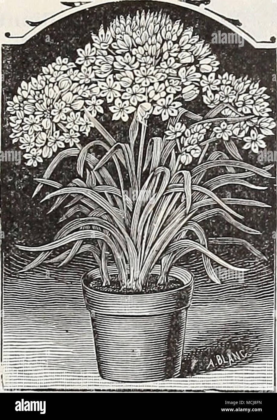. L'allium Neapolitanum. Banque D'Images