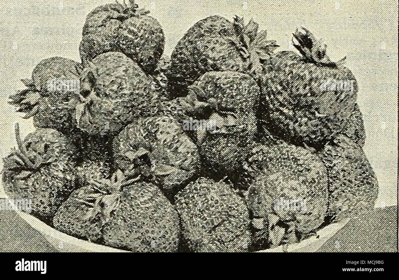 . Chellie la fraise. livres sur la culture de fruits. Fruit Culturist {Thomas), 2,25 $. Jardin de fruits {Barry), TR.50. Biggie's Berry Livre, 50 cts. Principes de la culture des fruits, §{Bailey) 1.25. Cullurist {Fuller de petits fruits), paragraphe 1.00. La culture de fraises {Fuller), 25 cts. Les petits fruits. Fop Plantation en automne. Prêt sur 20 Octobre. Iceberg. Rathbun. L'automne est un bon moment pour planter hardy Raisins, mûres, framboises, groseilles, etc. ; les plantes sont en dormance à l'époque sont moins susceptibles aux blessures dans la transplantation que lorsqu'on les plante au printemps. Après la plantation, couvrir les racines avec 2 ou 3 pouces de litière ou manu Banque D'Images