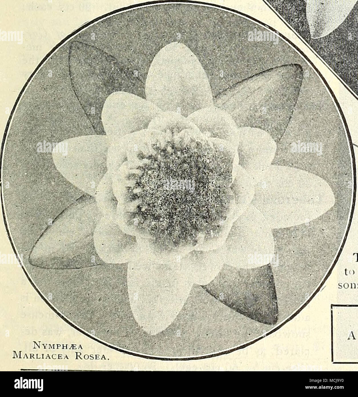 . Marliacea rosea. Ressemble à N. M. carnea n habitude et fleurs ; grouth la'ge, couleur rose profond, les jeunes feuilles rouge pourpre, la modification d'un vert profond. L'un des tout meilleurs nénuphars rose hardy pour la coupe de 1 $ chacune ; 10,00 $ douz. Mexicana ou Flava. La célèbre Water Lily de Floride, flowos jaune pâle, de 3 à 4 pouces de diamètre, et, l'article 3 à 4 pouces hors de l'eau, les feuilles vert foncé brun tacheté. 50 cts. Chaque ; $5.00 par doz. pdorata. Cette isihe fragiant Pond Lily of the northeastern niled States ; fleurs blanches, 3 à 5 pouces de di- ameter, étamines jaune, vert foncé feuilles ci-dessus, u Banque D'Images