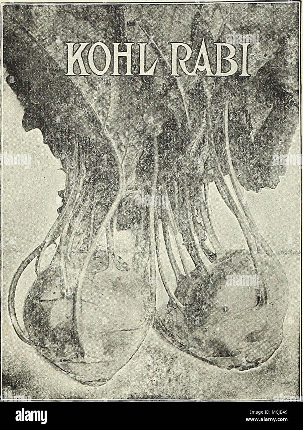 . Variétés d'I.EEK. Orientations culturelles pour voir à l'autre colonne. L'Prizetaker Dreer. En raison de sa taille et d'attirer l'apparence-, cette variété est idéale pour la culture de montrer lors d'expositions. Pkt., 10 cts. ; oz., 30 cts. ; lb., 75 cts. Un grand drapeau américain. Pkt., 5 cts. ; oz., 20 cts. ; II)., 800 EC. &Lt;jiant Carentan. Produit un grand, épais et doux de flav.r. Pkt., 5 cts. ; oz., 25 cts. ; |- lb., 60 cts. Musselburgh. Pousse à une très grande taille, avec des feuilles larges, de se répandre comme un ventilateur ; excellente qual- iiy. Pkt., 5 cts. ; oz., 25 cts. ; lb., 60 cts. Londen Drapeau. Un genre populaire Banque D'Images