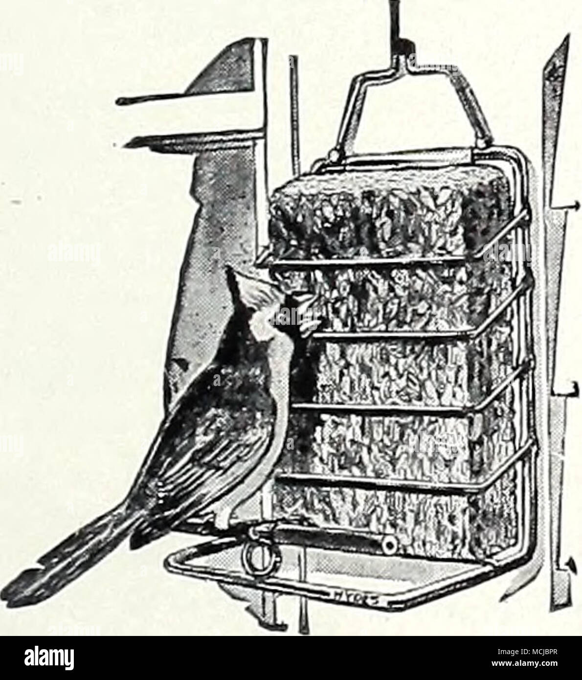 . Criiiron Communitj' Diner. Pique-nique de l'antenne pour l'escalade et oiseaux percheurs tels que les mésanges, les sittelles, et de juncos. Rempli d'un assortiment de suif et de semences d'arachide pressée suet, moulée dans les tasses de papier. N° impair, 1,65 $. Fort de vingt-quatre tasses supplémentaires, 1,25 $. Illustré à droite. Clviiier Mangeoire 'cette jolie mangeoire est facilement relevés de toute branche d'arbre et donc accessibles aux oiseaux seulement. Il est livré complet avec un grain-suet mélange de nourriture. 1,50 $. Grain-Suet recharges, 45c, 3 pour chaque $1.25, et non payé. Banque D'Images