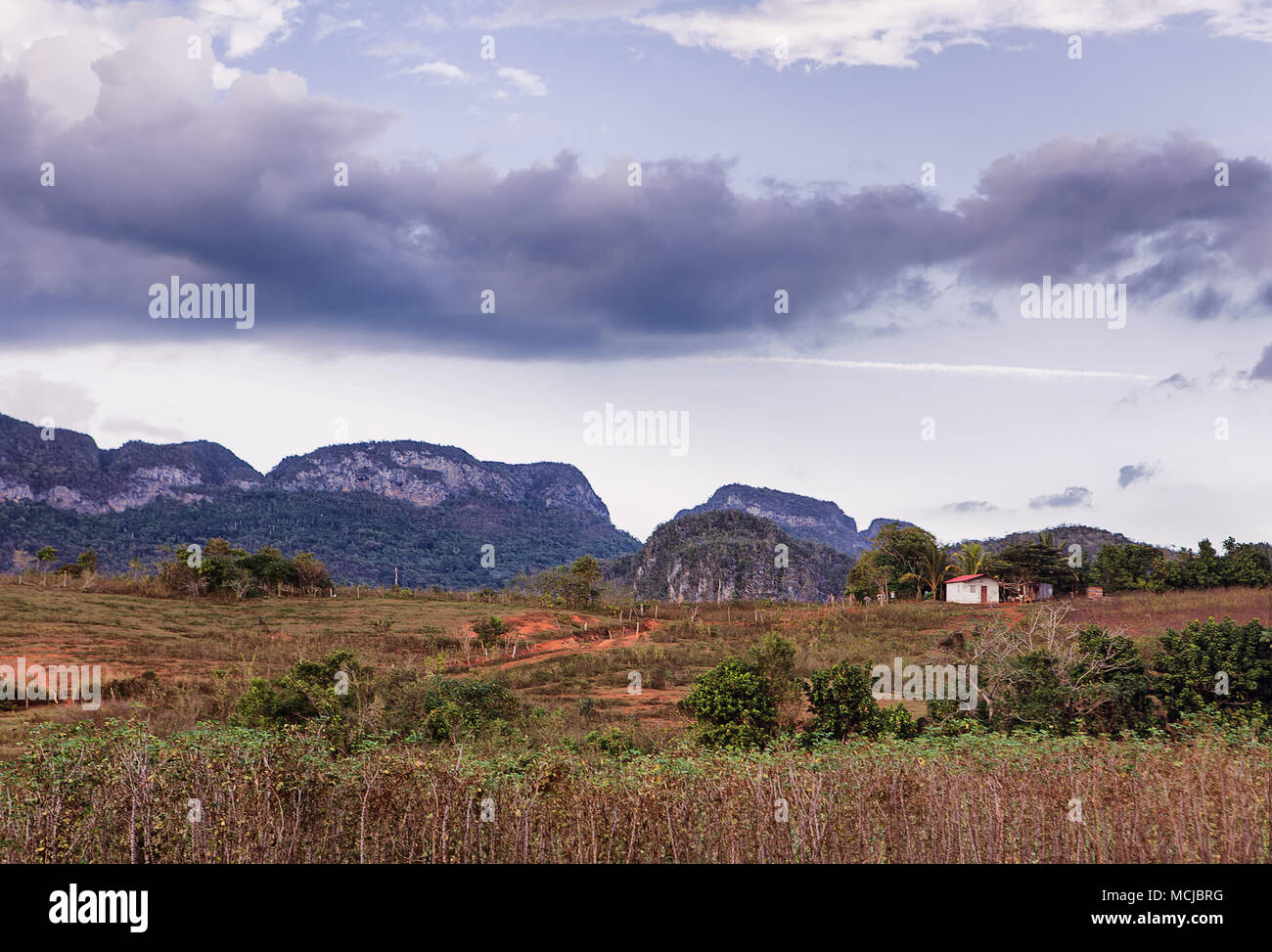 Cabane de séchage et champ de tabac à Cuba, Vinales. Banque D'Images