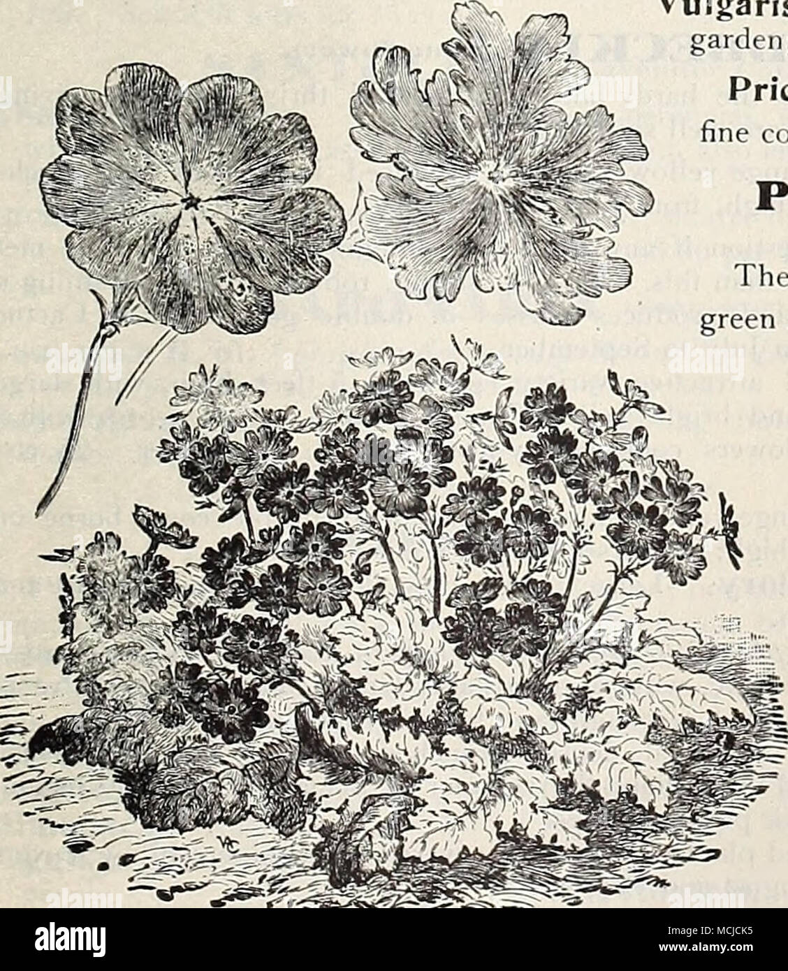 Veris Superba Une Forme à Fleurs Géantes Produisant Des