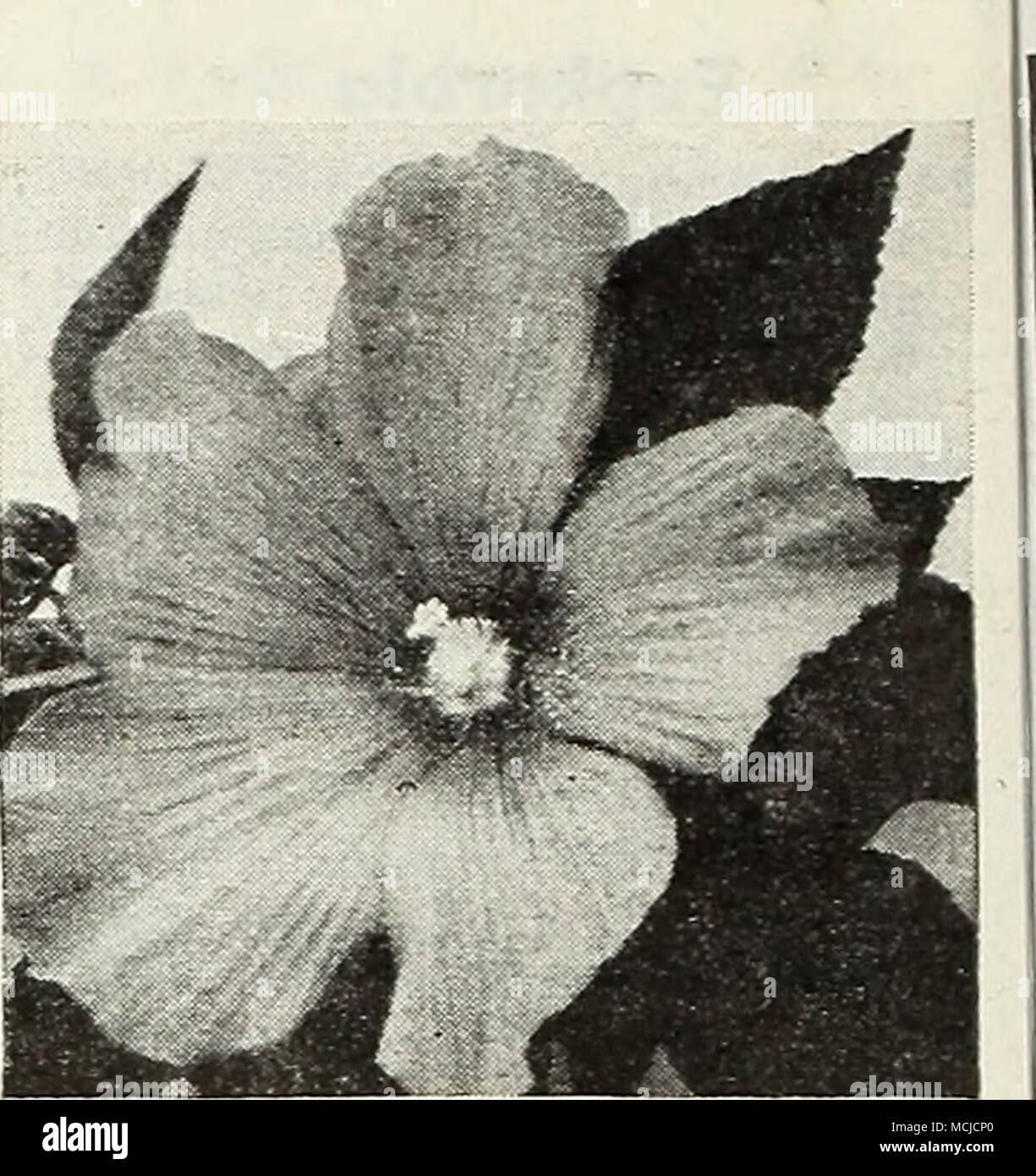 . Hibiscus Hibiscus géant Ketmie des merveilles [hp] 2630 mixte géant. Une souche améliorée merveilleusement de nos autochtones de la guimauve avec des fleurs de fréquentes- ly la mesure de 10 à 12 pouces de diamètre. Se développe 5 à 8 pi. de hauteur et fleurit abondamment à partir du début juillet jusqu'à l'automne. Pkt. 15c ; grand pkt. SOc. L'honnêteté Lunaria-Moonwort 2665 Biennis alba. Une biennale hardy qui souvent fleuriront la première année à partir de graines semées tôt. A fleurs blanches voyantes mais est cultivé principalement pour les grandes membranes argentées de ses gousses qui va durer à l'intérieur presque indéfiniment.. Les plantes grandissent 3 pi. de hauteur et de plaisir je Banque D'Images