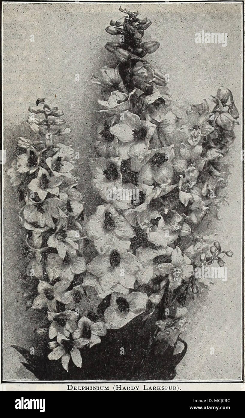 . Hahdy (Delphinium Delphinium remédié en plantant devant n'importe quelle plante buissonnante de plus en plus de trois mètres de haut, comme Rudbeckia triloba, Aconitum autumnalis ou Calimeris incisa." Dix hybride rare. LARKSPURS HARDY Albion. L'acquisition d'un grand avec de grandes, semi-double, de fleurs blanches, de pointes massives sur les tiges de quatre à cinq pieds de haut. 50 cts. chaque. Belladonna. La floraison continue le plus libre et le plus de tous, ne jamais être hors de fleur de la fin de juin jusqu'coupé par gel dur. Le bleu turquoise clair de ses fleurs n'est pas égalé pour la délicatesse et la beauté d'une autre fleur. 25 cts. §2 chacune ; Banque D'Images
