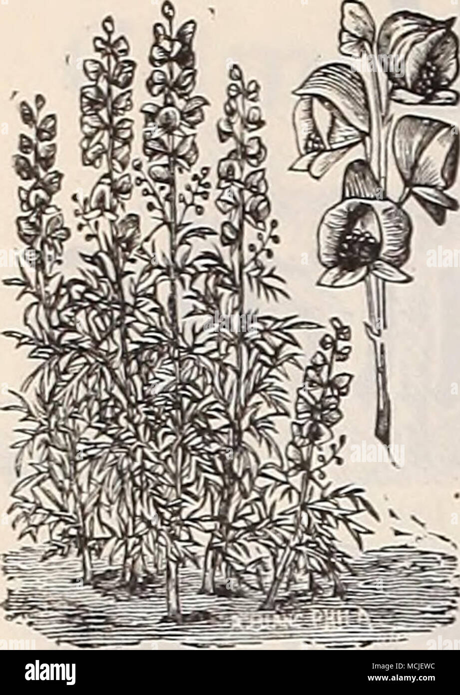 . ACONITUM NapELLUS. ACANTHUS (Bear's culasse). jIolliS. Une belle plante décorative, avec de larges folinge et de stateK' sens, que ce soit pour la plantation en tant que spécimens uniques sur la pelouse ou de regroupement avec d'autres plantes pour effet sub-tropical. Ils produisent leurs fleurs violettes sur les crampons 4 pieds de haut en août et septembre. 35 cts. chaque. ACONITUM. (Monksliood, casque ou fleur.) Tous les v.irieties forme des touffes buissonnantes offert 3 pieds de haut, et sont précieux pour la plantation sous les arbres ou dans les positions ombragées, suc- procédure belter là que tout le reste. Barbatum. Fleurs de couleur crème ; juillet. Xap Banque D'Images