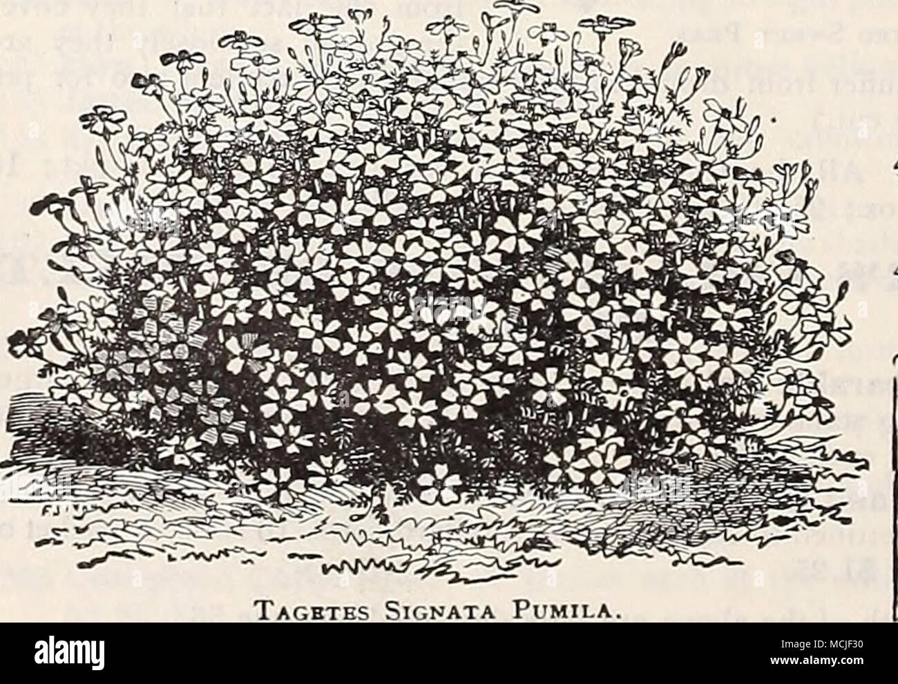 . Tagktes Signata pumila (red-hot Poker, fleur de flamme, torche ou Lily.) 4330 hybrida. L'introduction de nouvelles, au début et à flux continu- ering Tritomas leur a donné une place de premier plan parmi les hardy plantes à massifs. Il n'est pas généralement connu qu'ils sont facilement cultivés à partir de semences, de nombreuses fleurs la première année si semées tôt. La semence que nous vous proposons a été enregistré à partir de notre propre collection, qui est in- doubtedly le plus beau dans ce pays. Bien sûr, pour des résultats immédiats, il sera préférable d'obtenir des plantes, mais les élever à partir de graines est très intéressant -- 25 TUNICA. 4335 Saxifraga. Un beau blanc, le ha Banque D'Images