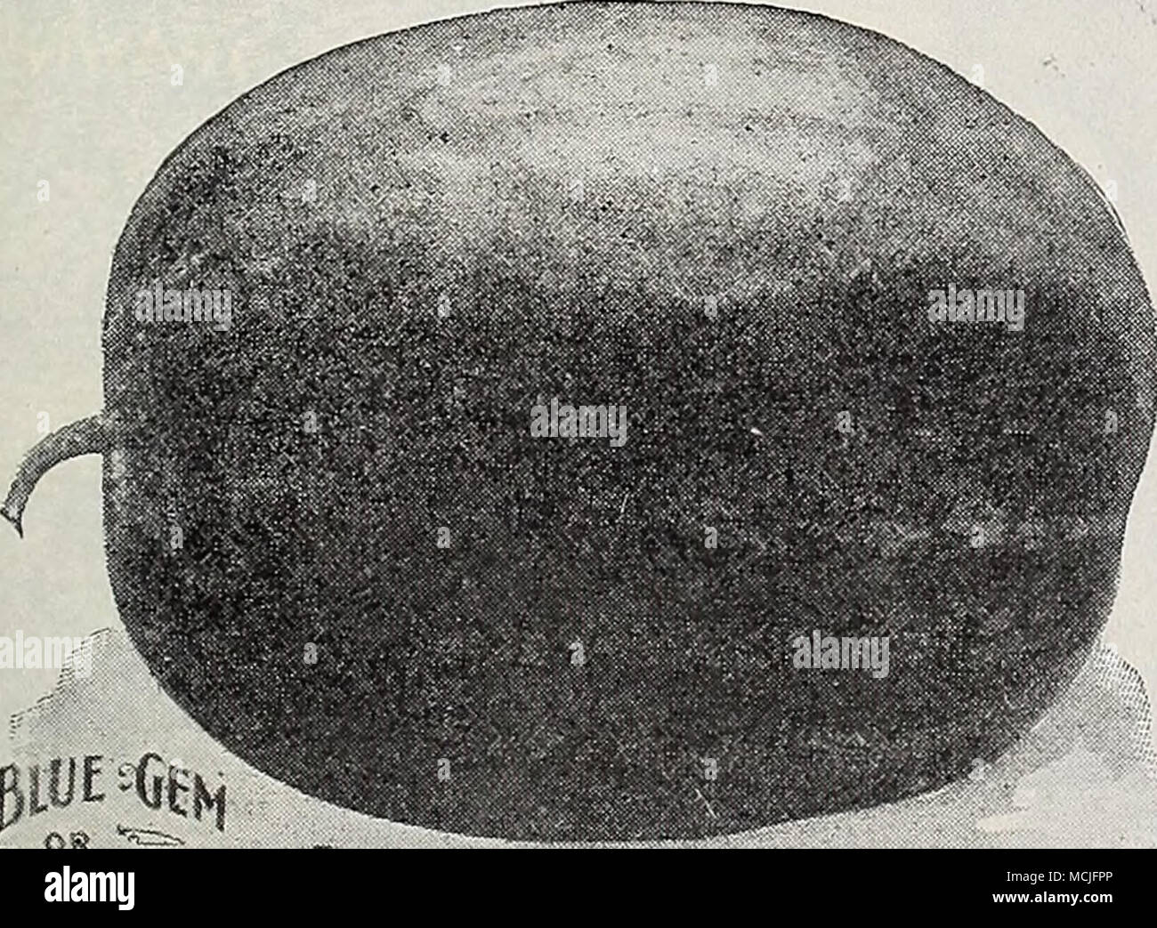 . ~r ou --c^ Stick de sucre. (Voir coupe.) Une nouvelle variété de pastèque, de forme oblongue et de bonne taille. La peau est mouchetée, vert et blanc, la chair rouge vif, le cœur gros et très doux. Les vignes sont forts et produire une abondante récolte de melons. Fosse., 10 Cts. ; oz., 15 cts. ; £ lb, 40 cts. ; lb., 1,25 $. Dixie. Un croisement entre le gem et Kolb vieux Mountain Sweet, dépassant l'ancien dans la précocité, pro- ductiveness,et d'expédition et entièrement fixé à ce dernier dans la qualité. Pkt., 5 cts ; or., 10 cts. ; £ lb., 25 cts : lb., 75 cts. Kolb Gem. D'une saveur délicieuse, sucrée, rouge vif, fle Banque D'Images