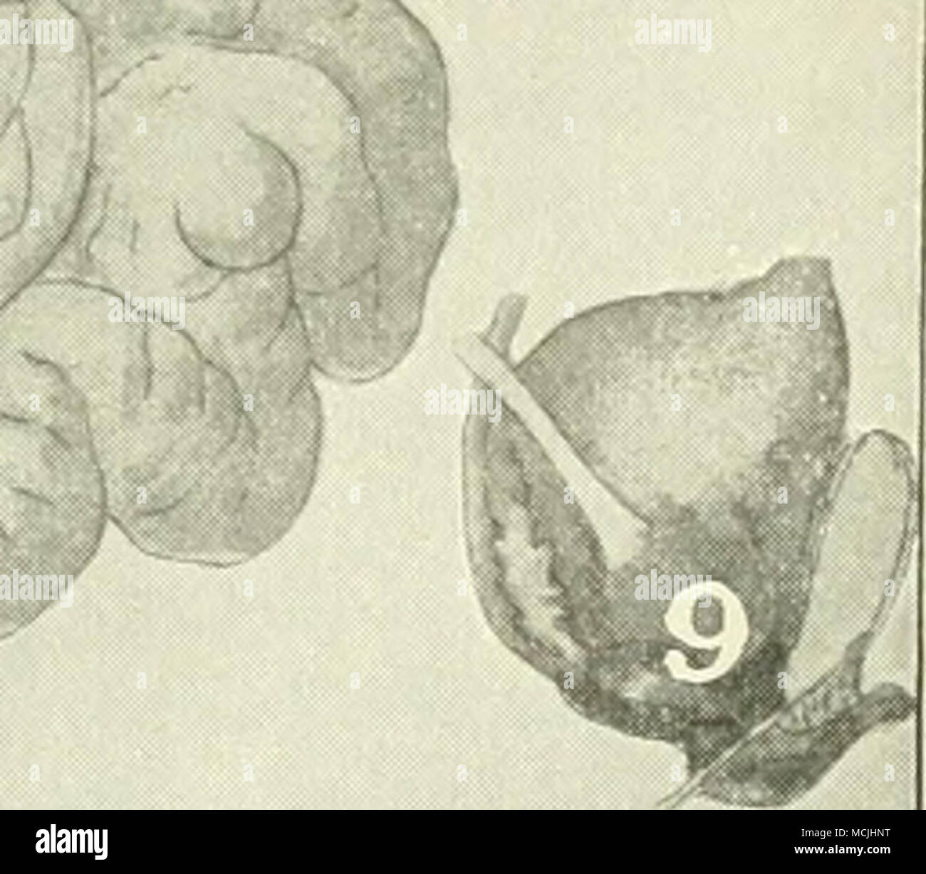 . T, coeur. 2, montrant la trachée. Les poumons et le coeur. 3, du foie et de la vésicule biliaire. 4, de l'estomac et de la vésicule biliaire Pancréas S.. 6, gros et le petit intestin. 7. La rate ". Kidnay. 9, de la vessie. Banque D'Images