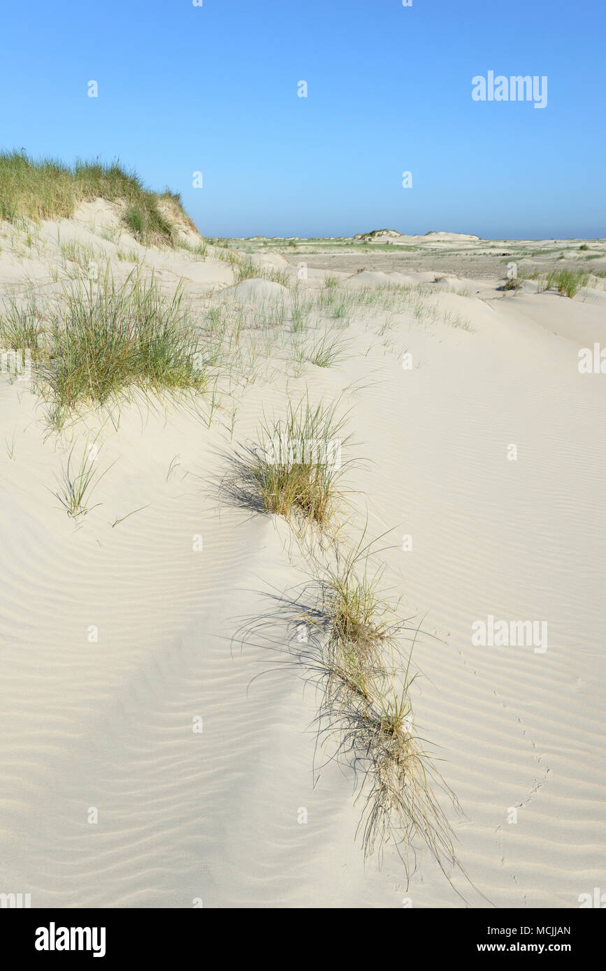 Dunes de sable recouvert d'ammophile à ligule courte (Ammophila), Norderney, îles de la Frise orientale, mer du Nord, Basse-Saxe, Allemagne Banque D'Images
