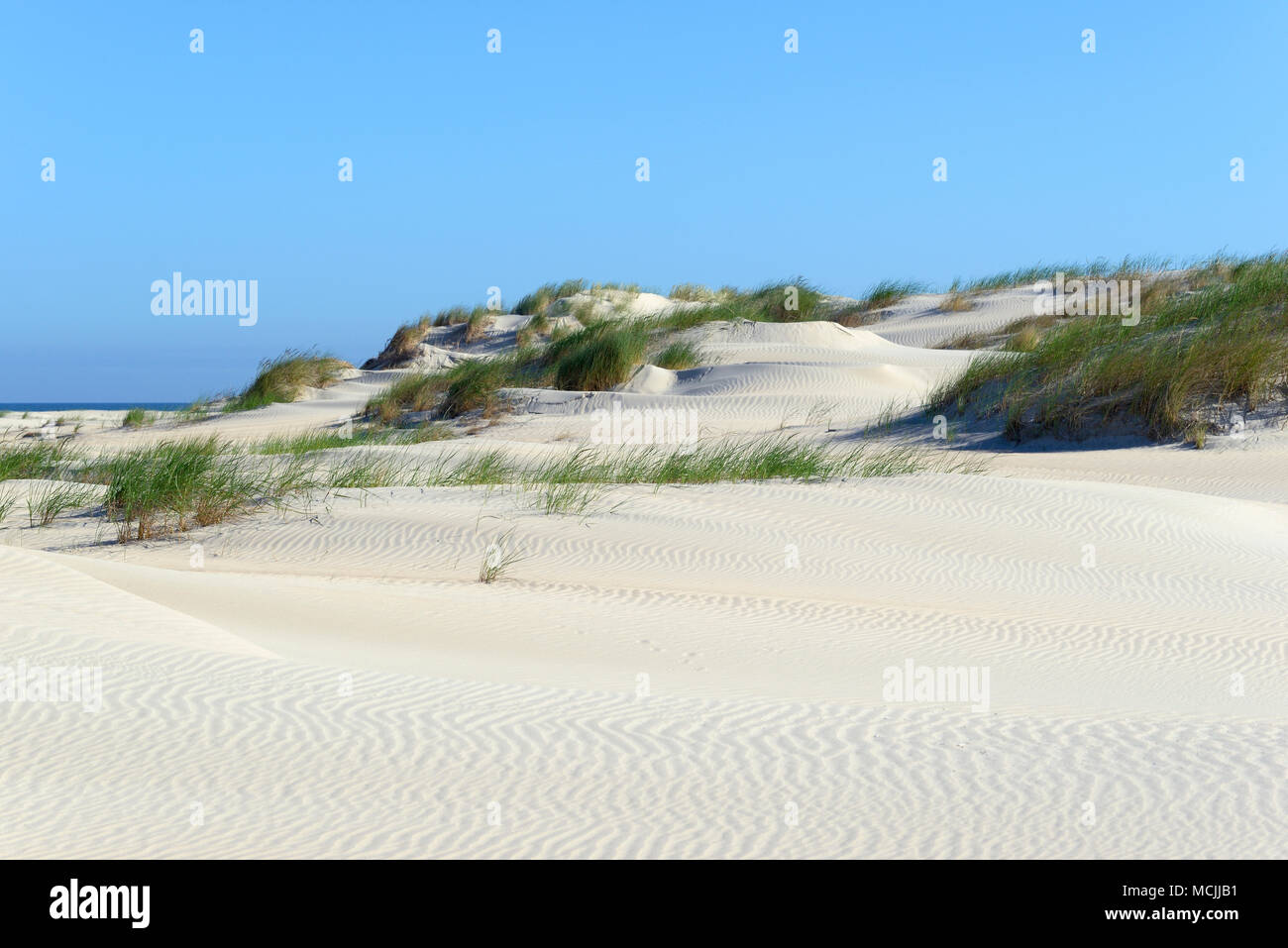 Dunes de sable recouvert d'ammophile à ligule courte (Ammophila), Norderney, îles de la Frise orientale, mer du Nord, Basse-Saxe, Allemagne Banque D'Images