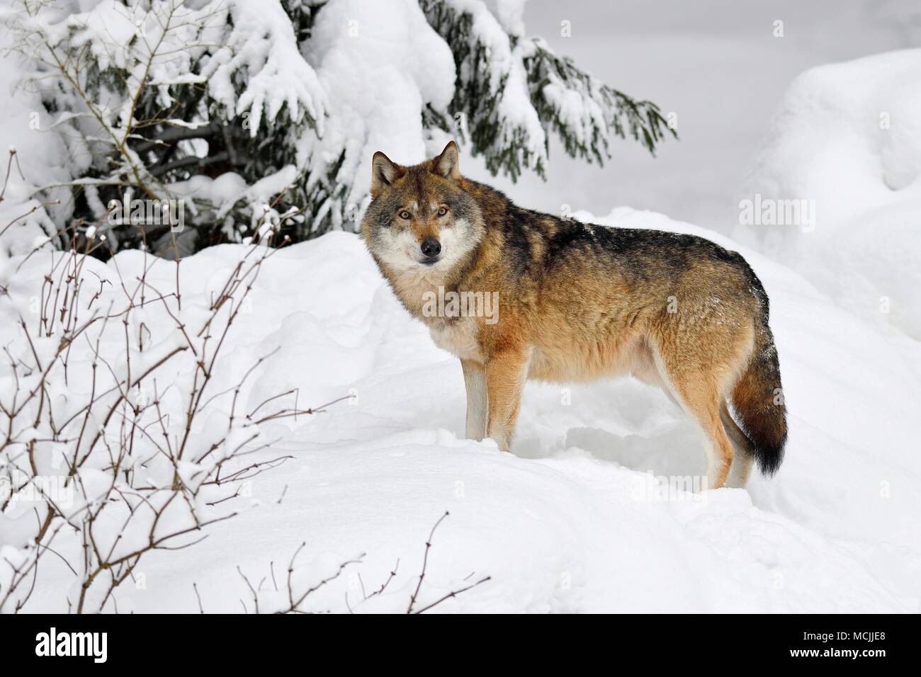 Loup eurasien (Canis lupus lupus) debout dans la neige, captive, Parc National de la forêt bavaroise, Bavière, Allemagne Banque D'Images