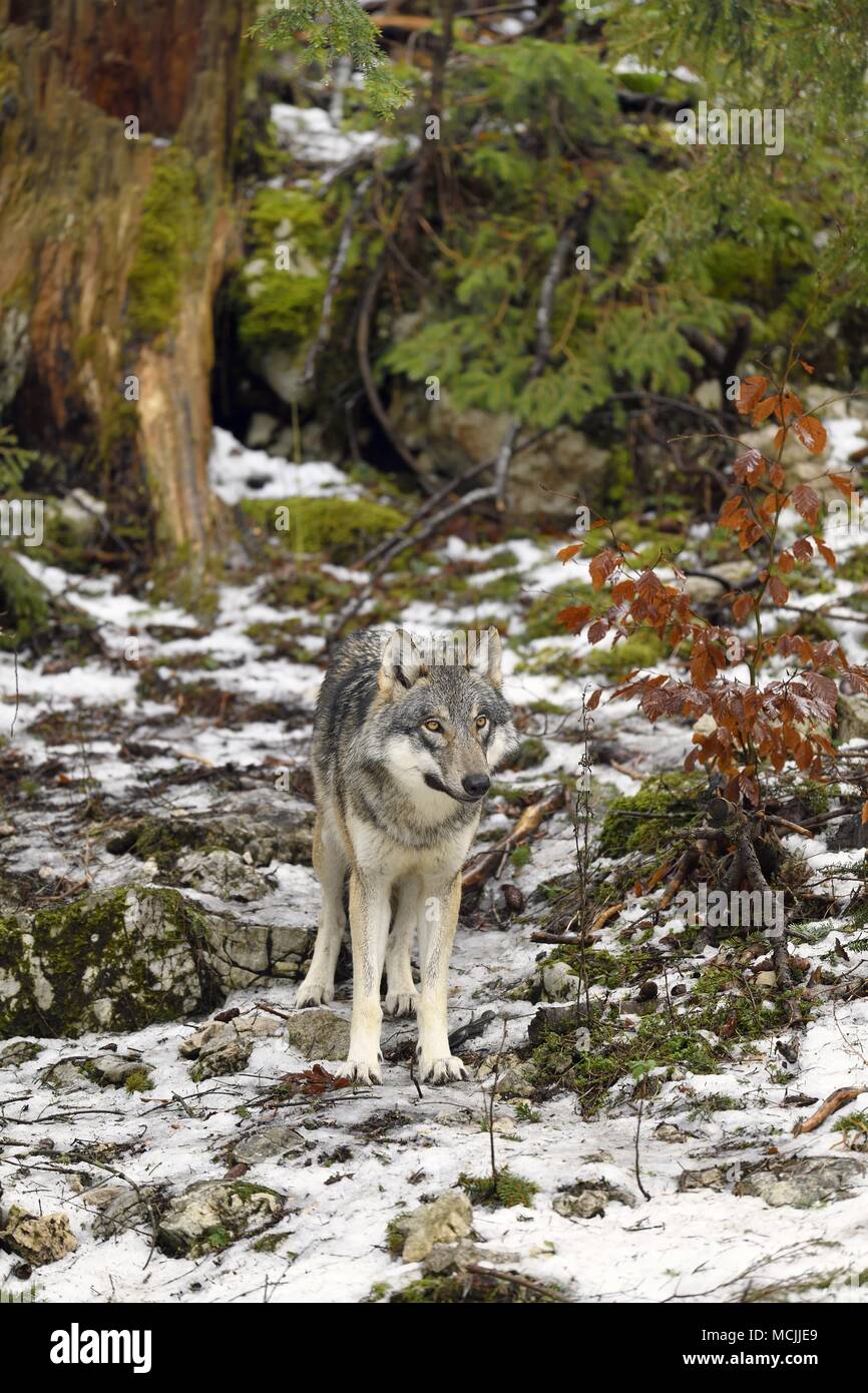 Loup eurasien (Canis lupus lupus) Comité permanent, captive, Canton de Vaud, Suisse Banque D'Images