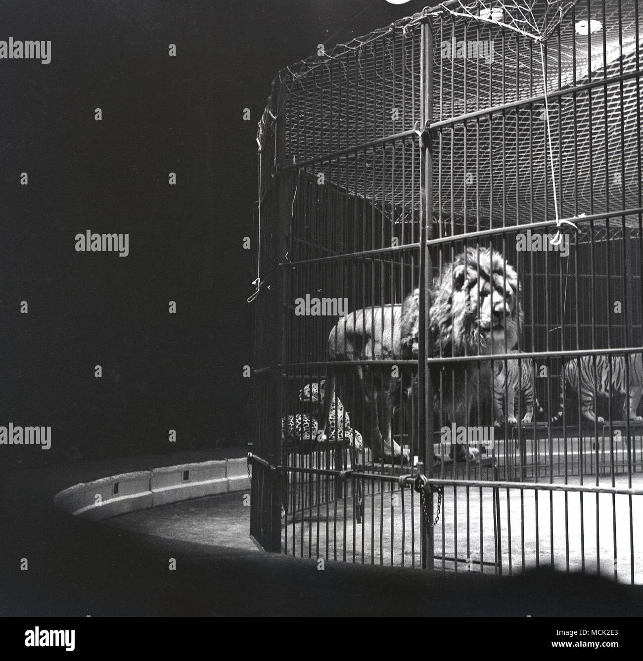 Historique années 1950, photo d'un lion debout sur un tabouret à l'intérieur de la cage d'acier dans le cirque avec d'autres 'Big cats' comme les tigres, à la Belle Vue du cirque International, Manchester, Angleterre, Royaume-Uni. Le cirque était une attraction poular il dans sa journée et a duré plus de 50 ans. Également à Belle Vue a été un zoo et parc d'amusement et d'un stade qui a accueilli speedway événements. Banque D'Images