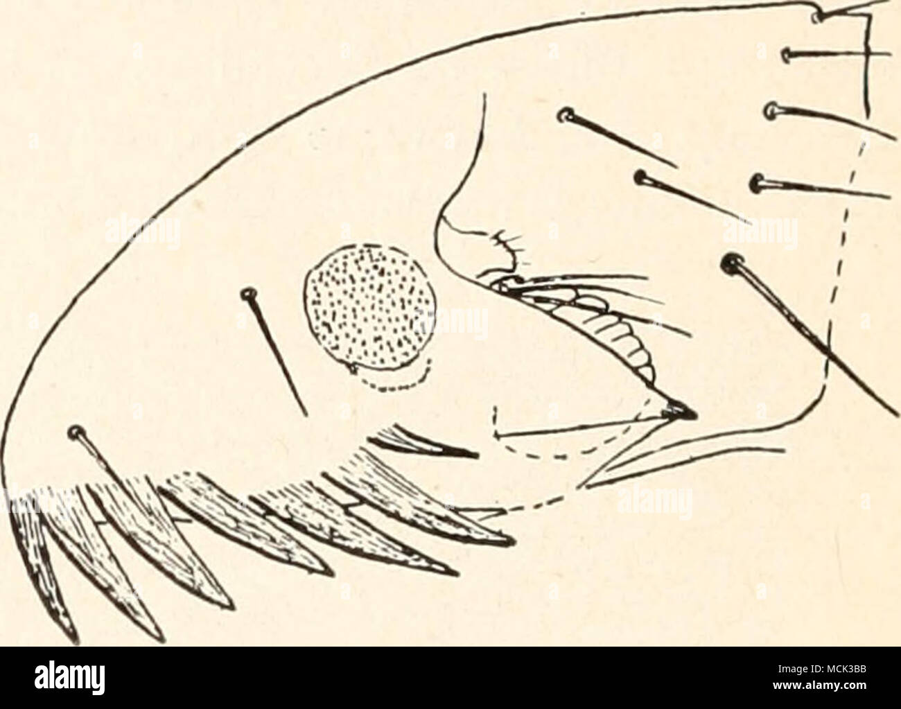 . Abb. 65. Ctenocephalides canis Curt. 9. Kopf. - (Nach Wagneb.) ABB. 66. Ctenocephalides felis Bouch. $. Kopf. - (Nach Wagner.) Toutes les Xenopsyllinae Leben in der alten Welt und ihre Mehrzahl dem äthio pischen- gehört Gebiet un. Bemerkungen über die des (Hundeflohs. Die Afrikanische des Katzenflohs (unterliegt keinem Zweifel, da die von der Emilycullen4 nubischen Katze (Felis ocreata) abstammt. Den Hundefloh est, donc betrifft nimmt Jordanie un, dass der europäische Wolf sein ursprünglicher Wirt gewesen sein muß, doch - kommt Cteno- cephalides canis auf den europäischen Wölfen nicht als Banque D'Images