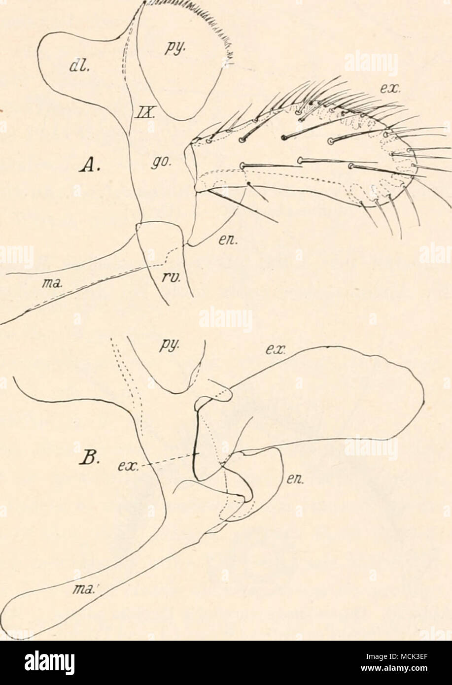 . Abb. 24. Ctenocephalidescanis Curt. (^. Gonopode. Un von außen, B von innen. - Wagneb (Nach.) 1 Note des Herausgebers : Auf Grund von Snodgkass professeur Untersuchungen über die Insekten der äußeren Geschlechtsorgane halte ich diese Homologi- sierung jamais wie das Bestreben, zweiästigen Bau der Extremitäten als für die Insekten primitiv anzusehen, nicht für ausland errichten. Banque D'Images