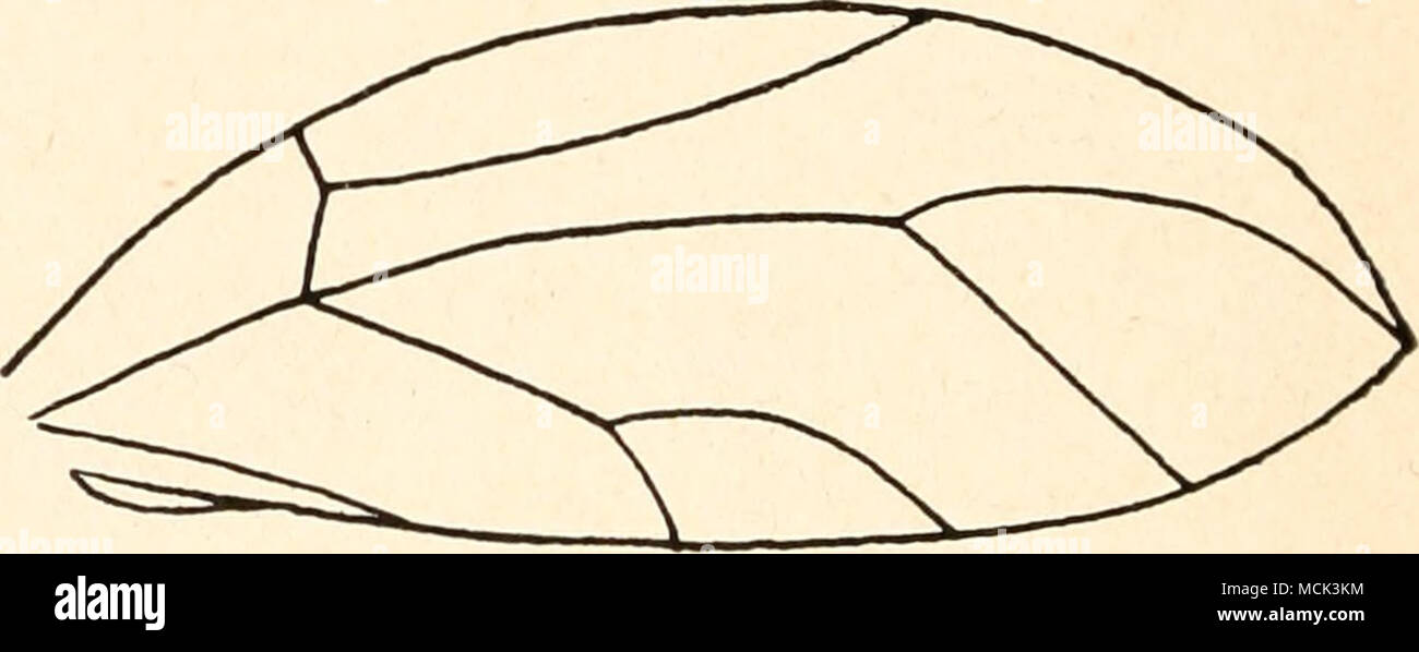 . Abb. 74. Von Vorderflügel Trioza diospyri. Nach Cbawtobd. 7. Unterfamilie Triozinae faible. Triozinae 1879 faible, fin. 1920, Crawf. 1914. Danikxt Caxete Triozaria. 1888, put. 1899 Triozidae, Edw. 1896, Trioza Forst., Cero psylle du poirier- ril. Kopf mit den Augen auffallend breiter als das, Pronotum letzteres an den Seiten stark nach unten gebogen. Frons von den Genae bedeckt. Letztere konische dans Vorsprünge Antetergit ver- längert, des Scutum vorn schmal, abgerundet tellement. lang wie breit. Vorderflügel zt deutlich zugespitzt (ABB. 74). Aus dem Hauptaderstamm- ent springen R, M Cu und einem Punkt. i ?2 zieht stets Banque D'Images
