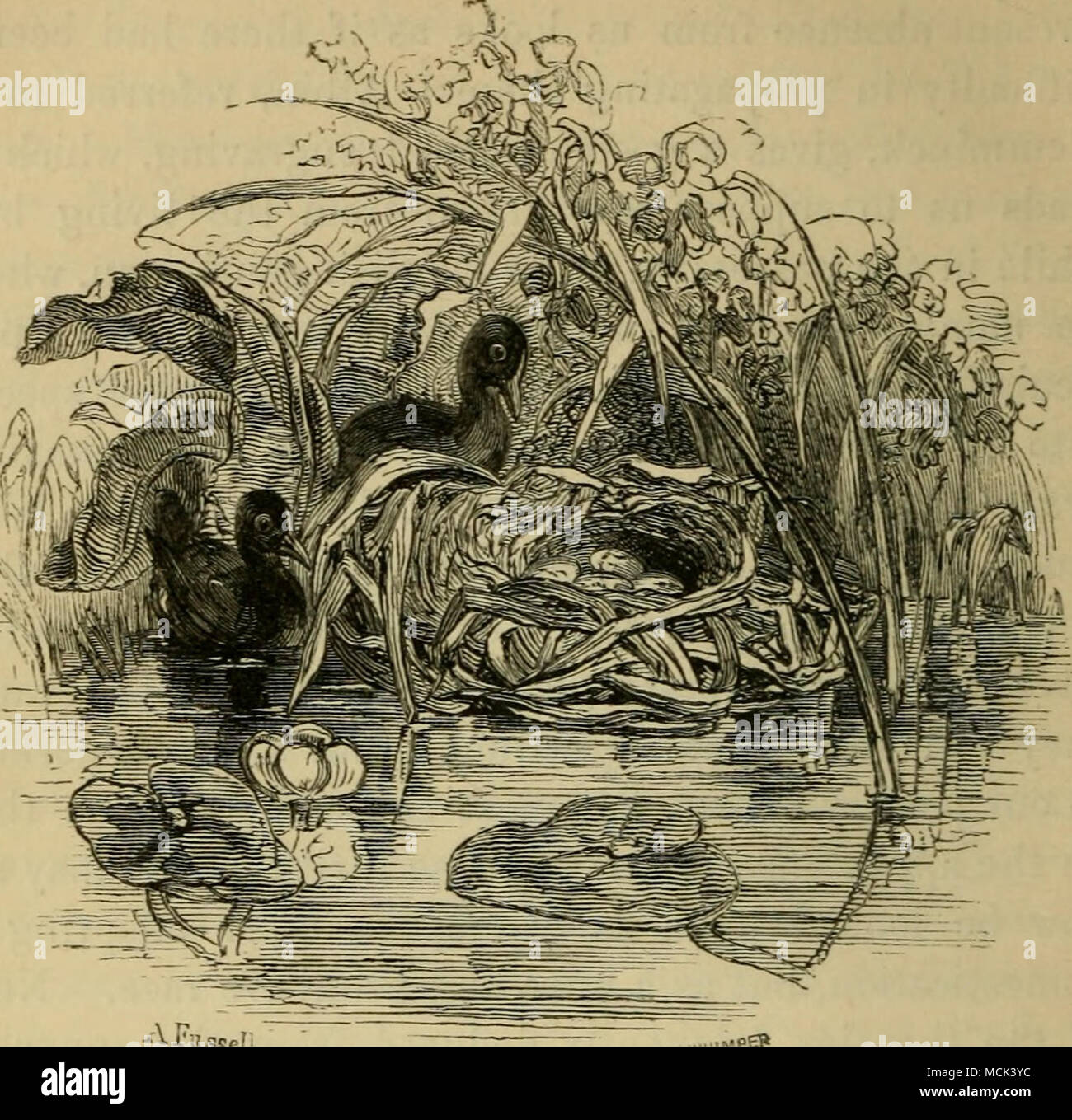 . Nid de Poule d'eau. Chapitre IV. La poule d'eau. Undomesticable, et des habitudes alimentaires. paradoxale-leur connaître prudence.-attiré par l'eau. Les mauvaises herbes luxuriantes-auront leur propre manière.-Mode de se déplacer sous l'eau.-et sur la surface.-post mortem.-Preuves d'un design créatif.- habitudes alimentaires des jeunes.-rare-rail de l'eau.-d'incertitude de l'Aldrovandi. Versa- tility poules d'eau.-Modes de s'échapper.-eau poules à St James's Park.- poules d'eau à propos de maisons de campagne. et quelques bruits.-activité des jeunes.--nidification habituelle. Lieux-sélectionneurs prolifiques. " Le cours de l'arrowy-avaler la wander- ings de l'albatros-ou t Banque D'Images