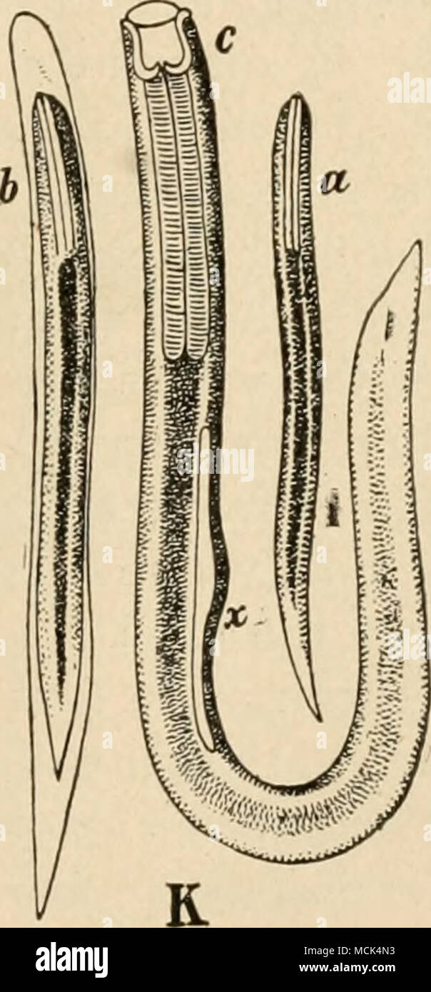 . Fig-. (1.-D, la trachée de pbeasant ouvert pour afficher syngames (deux-tiers de la taille de l'Oural nat"). J', ovules à différents stades de développement, un vitellus, segmenté" /&gt ; vitellus granulaire. devenir resserré au milieu, r. de l'ovule avec embryon pleinement développés, li, de l'ovule à l'extrémité du distributeur et de l'embryon détachée ; K émergents, d'embryons, ", directement après avoir quitté l'oeuf, h, l'objet de la première mue, r, nymphe avec des rudiments d'organes génitaux montrant à .v ; L, schéma illustrant le mode de retrait syngames avec fil, cheval-hairor plume. Banque D'Images