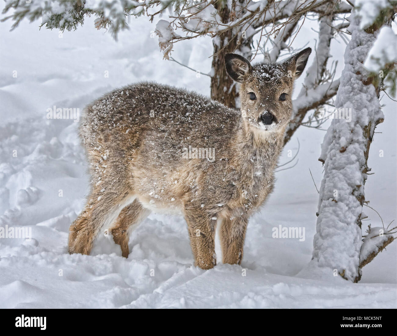 La fin de naissance plus blanc-tal deer fawn se bat pour le Dakota du Sud Décembre' étude de tempête de neige. Banque D'Images