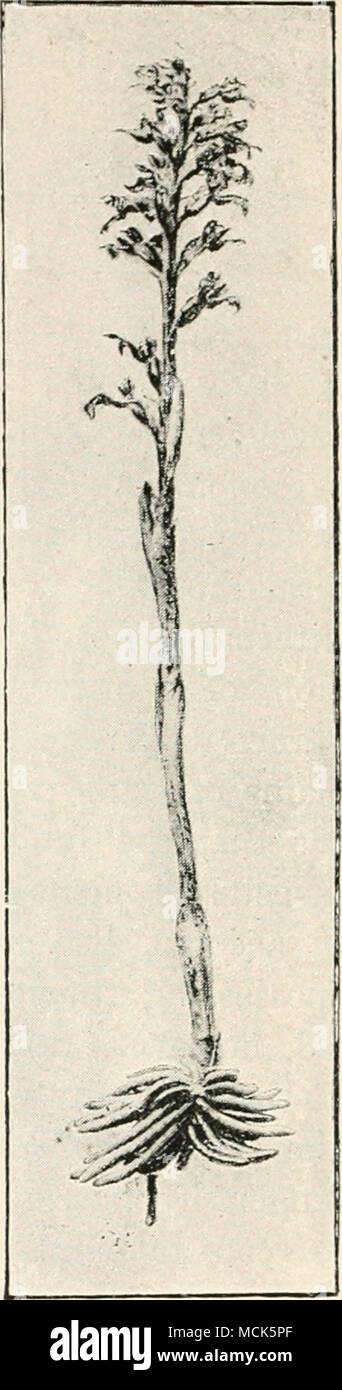 . Fl(i. 19.-Coralliorhiza innées. Br. (V. Tubeuf phot.) Fig. 20 Neottia Nidus avis.-riche, (v. Tubeuf phot.) Les hyphes fongiques sur ses racines, et pourtant la nourriture provient directement de l'humus. Le même auteur a constaté chez les racines du BW-- manniaceae, certains gratuitement à partir de champignons, et certaines avec la croûte, et même l'épiderme plein de mycélium. (2) sur les plantes chlorophyllienne vivant parmi l'humus. Accordi^ng pour les enquêtes de Frank, tous nos Ericaceae, Epacrideae, et Empetraceae, vivant dans l'humus de Moor, Heath, Banque D'Images