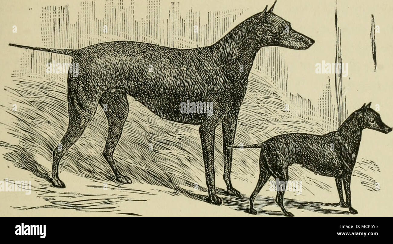Chien Noir Et Feu Taille Moyenne