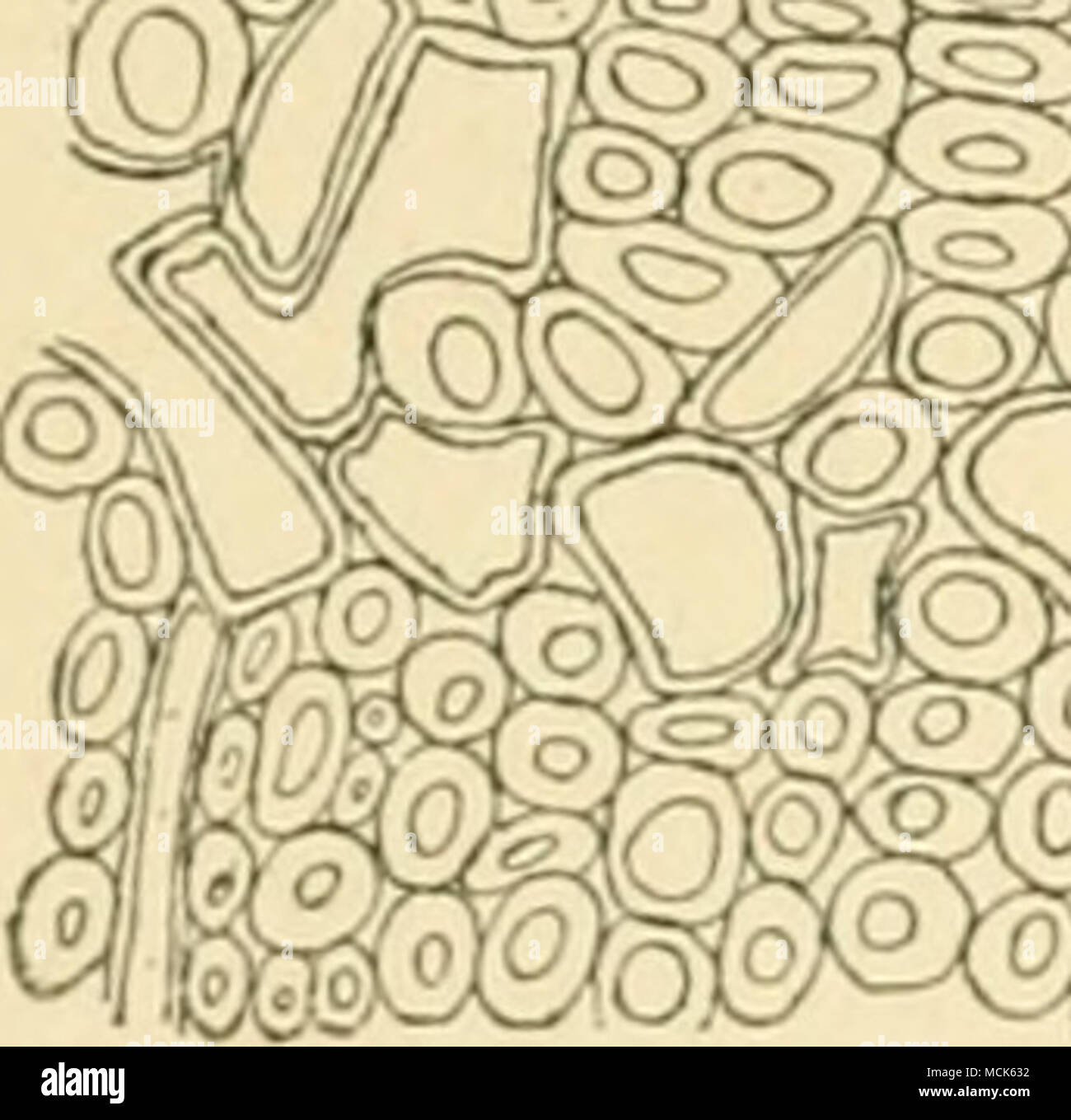 . Fig. 220.-cross-section à travers une swuUiiiy causé par Oi/., & lt ;.,io^,jo,angium Juniper sur tige de parenchyme ; avec de grandes cellules et des parois fines est présent dans la quantitj anormal'. (Après Woernle péridiums.) différentes de celles sur Crataegus. Mes propres expériences sur le coing et le sorbier produisent régulièrement des pycnides seulement. Wakker^ résume les modifications anatomiques induites dans les pousses déformées de l'aubépine comme suit : cork, collenchyme sclérenchyme, et la chlorophylle ne sont pas formés, la lignification des cellules de rayons médullaires ne se fait plus, et il y a peu d'espaces intercellulaires. Interfasciculaire Banque D'Images