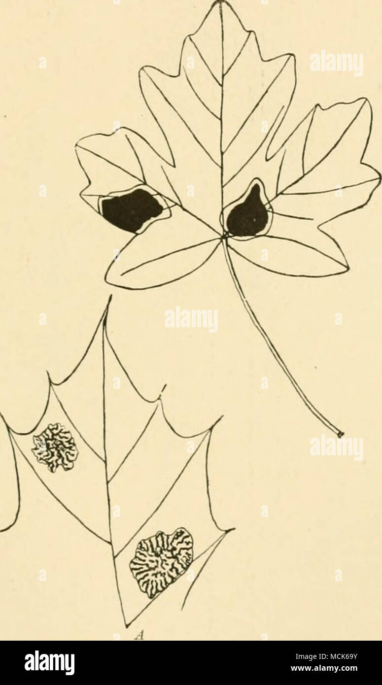 . Fig. 128.-JihT/tisma IEC-imou. Les deux coussins sur feuilles de l'Acer campestre en premier été. Une feuille, apex de l'Acer-platanoiJe" avec l'âge les gommes comme vu dans le deuxième été, avec leur chai-acteristic marquage ondulées, (v. Tubeuf del.) Maturité dans:mai ou juin. Selon Klebahn n',^ les spores ont une membrane mucilagineuse, mais cela ne pas jeter plus de lumière sur le problème de la façon dont ils atteignent les feuilles des arbres, le vent, cependant, semble être l'agent pour la distribution. Dans trois semaines après l'infection, les feuilles présentent des taches jaunes ; dans huit semaines, les pycnides apparaissent. ^Botan. C Banque D'Images