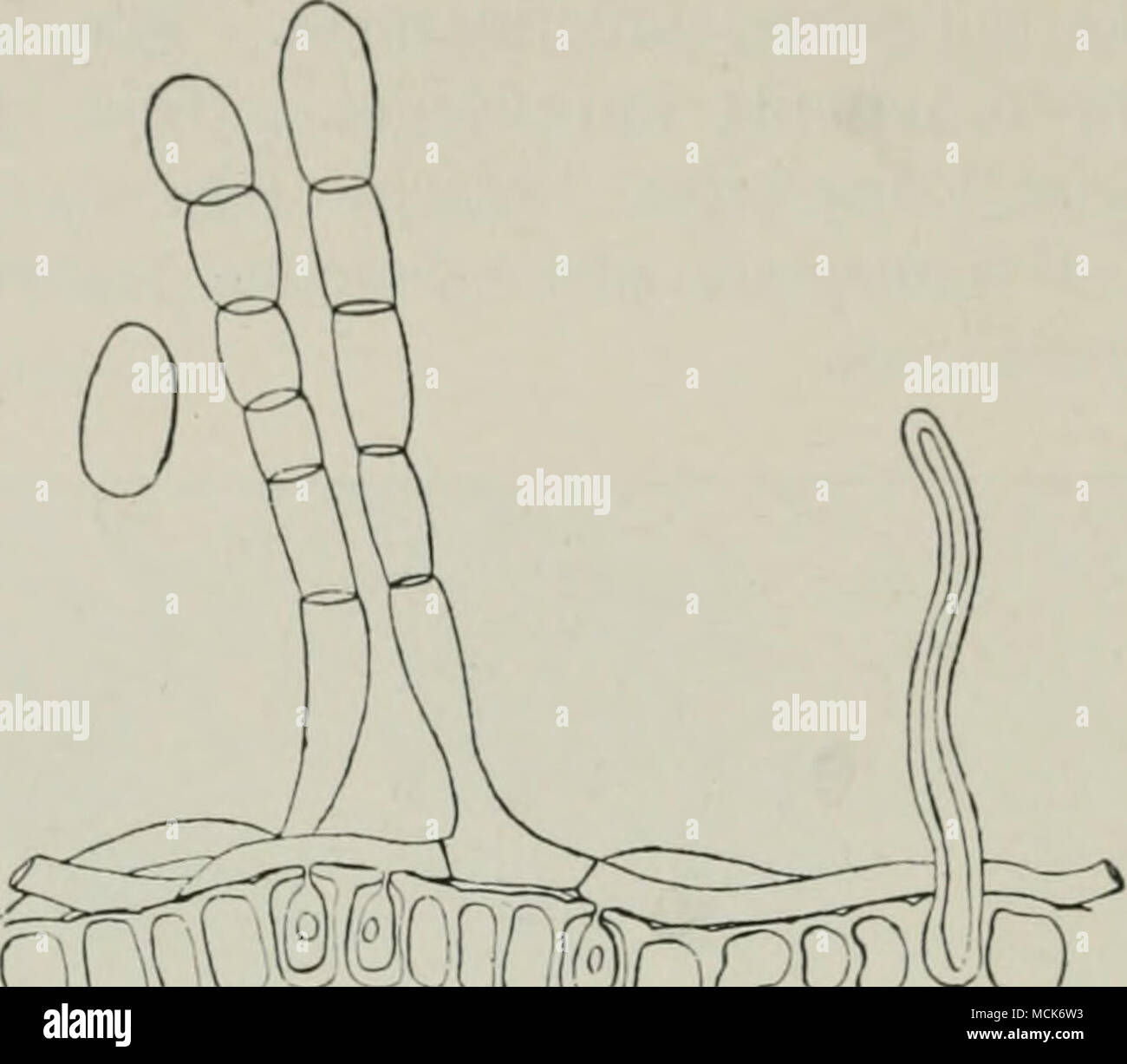 . J2Q0QDo Fio. 71-Sphacrotheca castagnei.. Mj-celium épiphytes sur épiderme de S/ni-Ubnaria aea. Trois d'haustéries sont intégrés dans les cellules épidermiques. Les conidiophores sont deux illustré, de l'un de qui une conidie s'est détachée. Un cheveu de tr>iraea est sliowu sur un côté. (V. Tubeuf del.) Podosphaera. Ce genre se distingue de par son Sphacrothcca périthéciale verticale de façon dichotomique de la direction générale des appendices, qui vers leurs extrémités. Podosphaera oxyacanthae D. C. Apple blanc, se produisent également sur {Fijrus poire), l'aubépine (Crataegus), le sorbier d'{Ancuparia), Pyrus et néflier {Mcspilus). Banque D'Images
