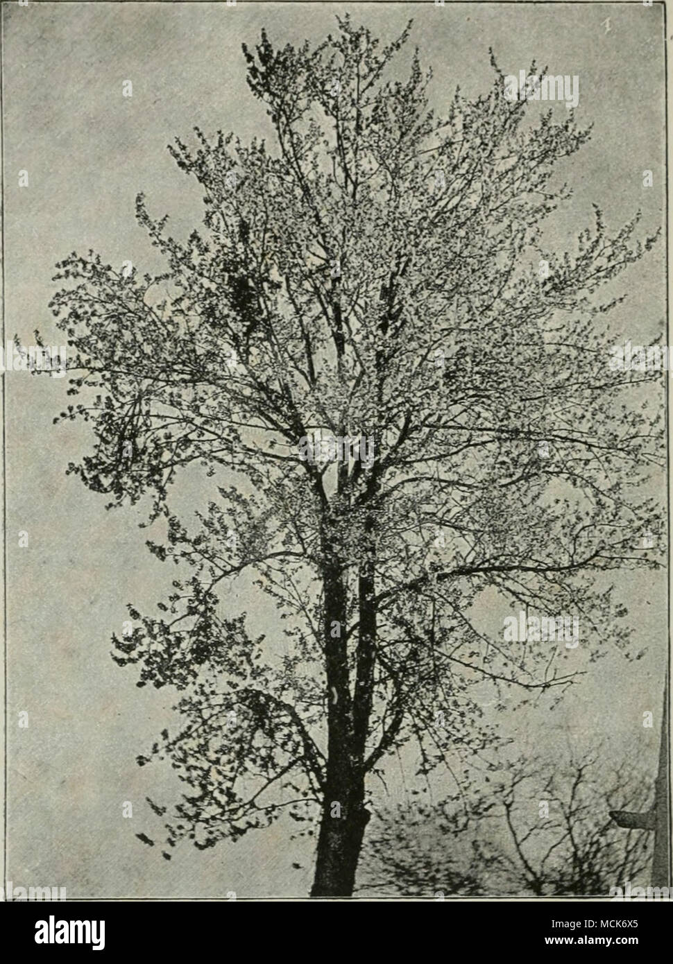 . Fig. 57.-Exoascus cerasi sur Prunus droius. Fleur de cerisier iii, à l'exception de quatre balais de sorcière. L'arbre n'y a pas encore de feuilles à l'exception des manches, qui sont dans un feuillage complet et apparaissent sombres. (V. Tubeuf phot. ; Exoascus carpini. Eostr Beiulus est commune sur Carpinus (horn- route) (Fig. 55). Les manches sont produites et touffue à feuilles denses ; Les rameaux sont épaissies et bien ramifiées ; les feuilles Banque D'Images