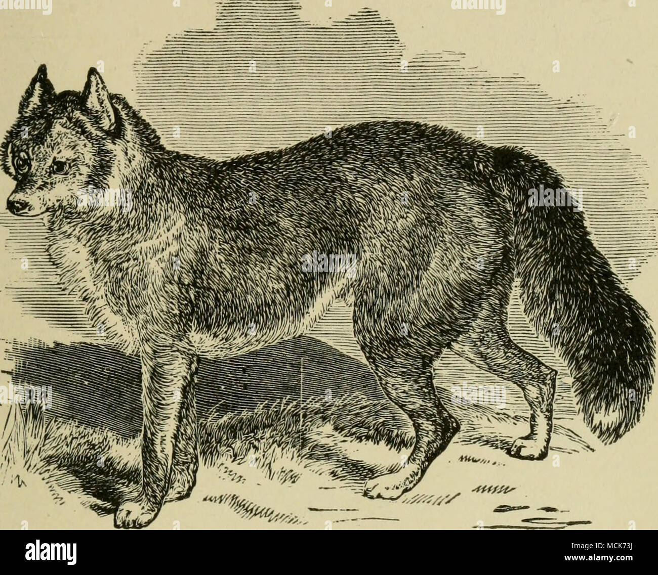 Fig 2 Le Dingo Chapitre Il Wild Et Demi Chasse En Bande