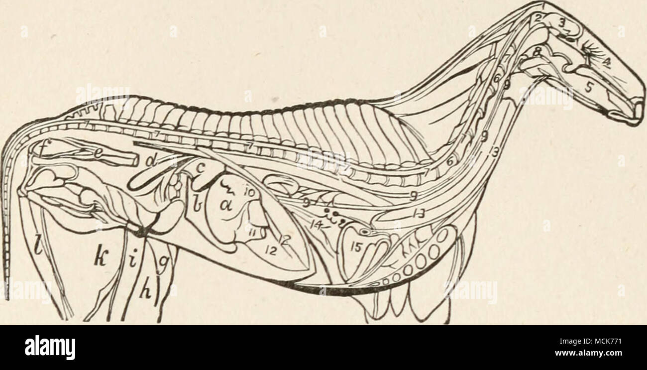 . FIG. 20.-L'ANATOMIE INTERNE DU CHEVAL. 1. Le sondage ou l'occiput. 2. Le petit cerveau, cervelet. 3. Le plus grand cerveau, cerveau. 4.- Les membranes des narines. 5. La langue. 6. L'os du cou. 7. 7. La moelle épinière. 8. La gorge, ou du pharynx. 9. 9. L'œsophage, ou cesophagus. 10. Entrée de l'œsophage dans l'estomac. 11. La sortie de l'estomac vers les intestins. 12. La surface du diaphragme. 13. La trachée. 14. Les poumons. 15. Le cœur. a. L'estomac. b. La rate. c. Le rein. d. Un côté de l'utérus. e. Le rectum, ou partie inférieure de l'intestin, f. L'anus. g. h, i, I. Le muscle kj Banque D'Images