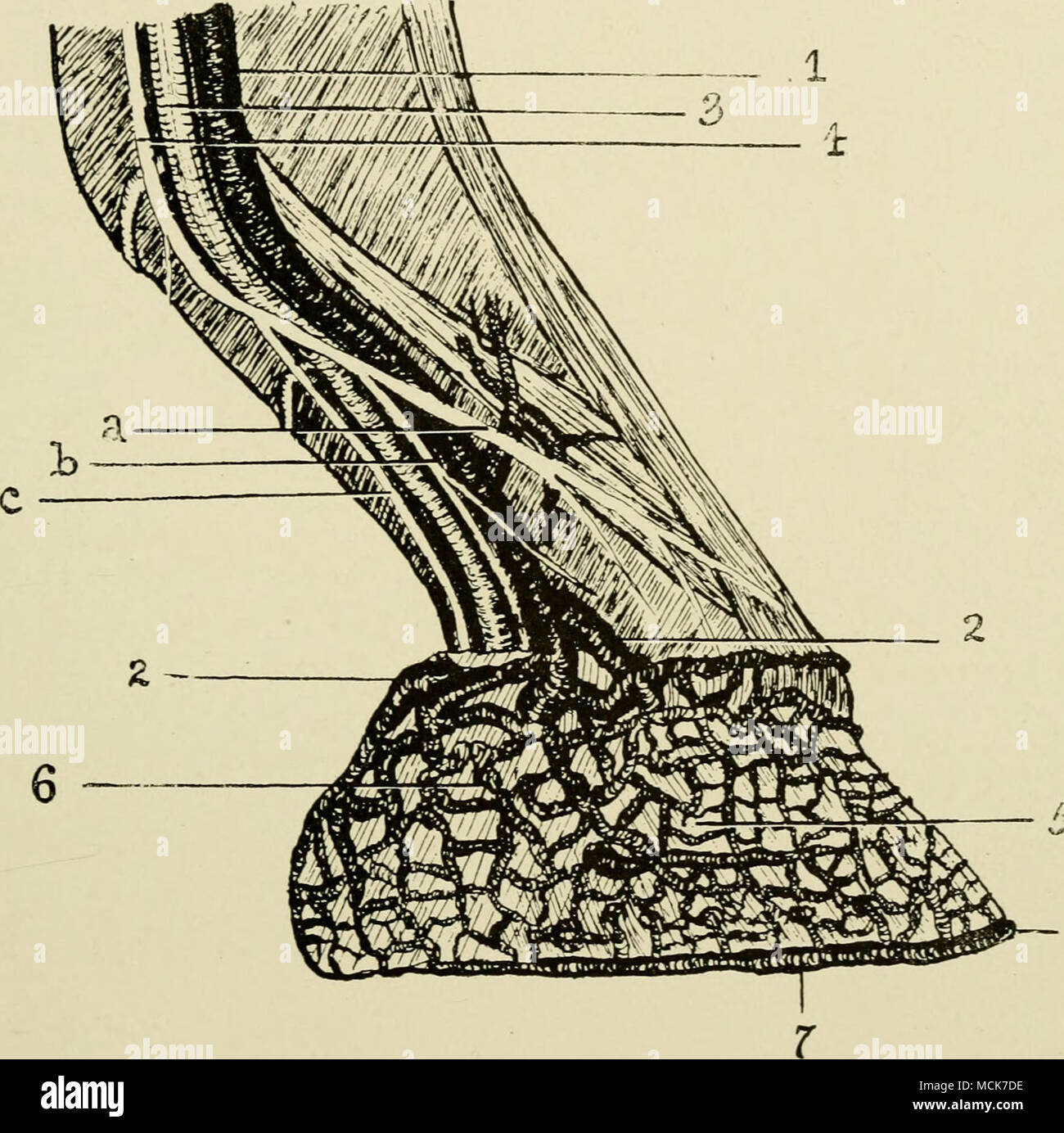 . Fig. 15.-Les veines et les nerfs du pied. i. La veine numérique ; 2, ses principaux affluents, vidange du plexus podophyllous, et souscrivant à la forme numérique ; 3, l'artère numérique (le tronc principal seulement de cela est montré, afin de montrer sa relation avec la veine et le nerf) ; 4, le nerf plantaire, avec ses trois branches-(a) la partie antérieure, numérique (b) le milieu numérique, (c) la partie postérieure ; 5 numérique, le plexus podophyllous ; 6, partie superficielle du plexus coronaire ; J, la veine circonflexe ou périphériques de la TOE. Les nerfs numérique.-Ces sont distingués comme antérieur, moyen et Banque D'Images