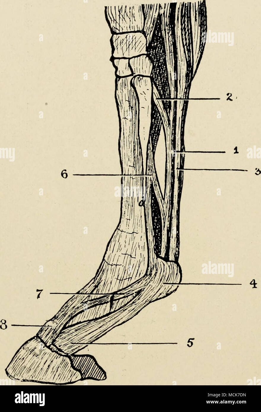. Fig. 10.-les tendons fléchisseurs et extenseurs Pedis. (Après Haubner.) Je, le Tendon du fléchisseur perforans ; 2, son soutien à l'arrivée de la bande du ligament postérieur du carpe ; 3, tendon fléchisseur de la par- forates ; 4, bague et gaine du fléchisseur perforatus ; 5- , élargir les perf le fléchisseur plantaire oratus pour former le aponeu- rosis ; 6, 7 ; ligament suspenseur, renforcement de la bande de ligament suspenseur de l'extenseur du pied ; 8, l'appareil extenseur pedis. Le Flexor Pedis Perforatus, ou le fléchisseur superficiel des phalanges.-En commun avec la perfo- rans, ce muscle se pose de la structure interne de l'condylo Banque D'Images
