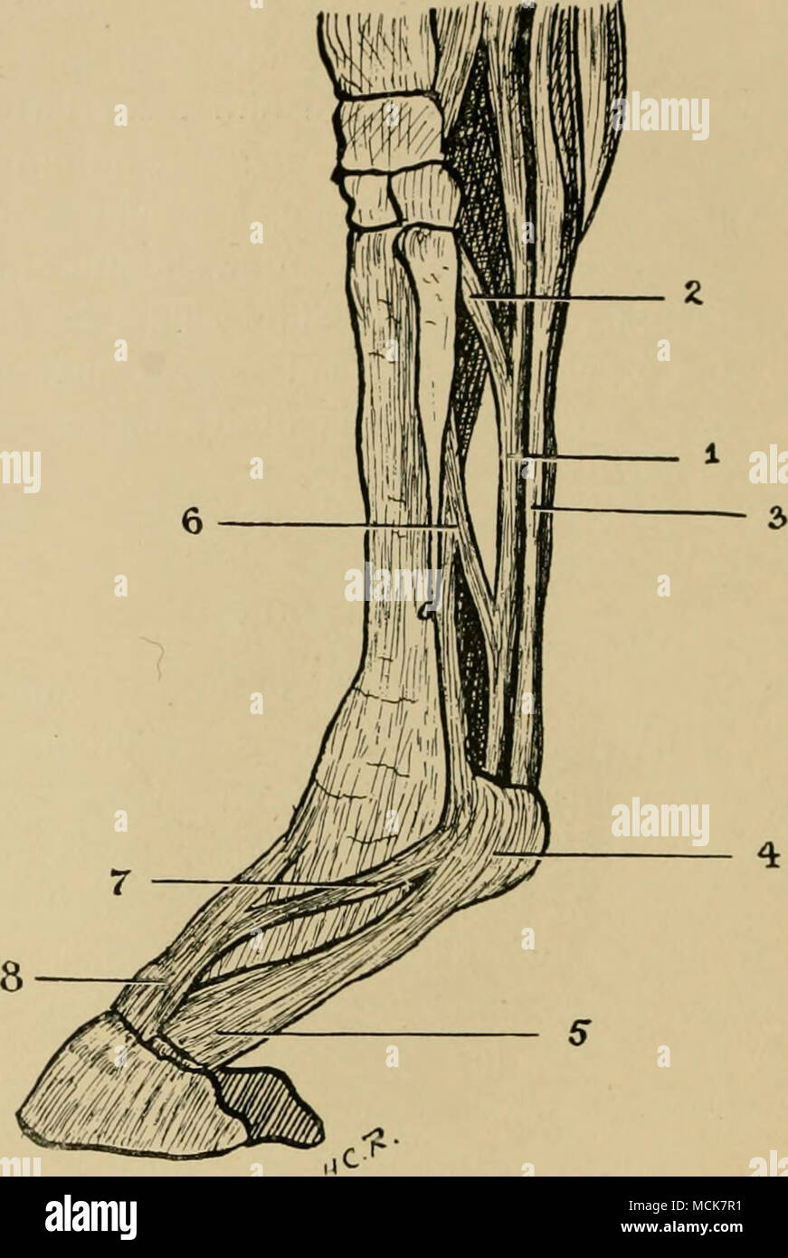 . Fig. 10.-les tendons fléchisseurs et extenseurs Pedis. (Après Haubner.) 1, Tendon du fléchisseur perf'rore ; 2, les check-band de la partie postérieure de li&Lt ;'anient du carpe ; 3, tendon fléchisseur de l'anneau, perforatus ; 4 et de la gaine flexor perforatus ; 5, l'élargissement de l'flexor perforatus pour former l'aponévrose plantaire ; 6, ligament suspenseur ; 7. renforcement de la bande de ligament suspenseur de l'extenseur du pied ; 8, l'appareil extenseur pedis. Le Flexor Pedis Perforatus, ou le fléchisseur superficiel des phalanges.-En commun avec l'perforans, ce muscle se pose de la structure interne de l'condyloid Banque D'Images