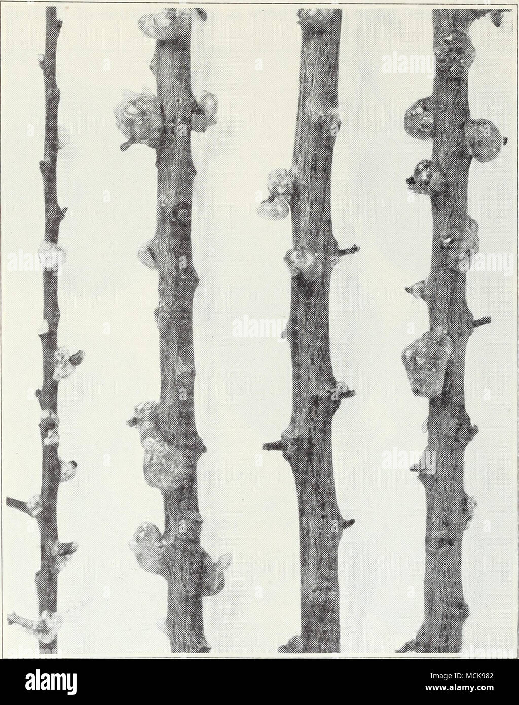 . Fig. 62.- -Gommage sur les pousses de pruneau français produit par shot-hole borer. Little-Leaf.-Sur les arbres atteints, les feuilles sont pâles et étroit et la croissance faible. Les symptômes sont décrits plus en détail à la page 141. Vrai petit-feuille, qui affecte de nombreux types d'arbres, et non parasites est peut être guérie par l'application de zinc. La méthode de pulvérisation avec le sulfate de zinc dans les saisons dormantes, comme recommandé pour les pommes (p. 21), donne un contrôle satisfaisant. De bons résultats ont également été obtenus par driv- tion de petits morceaux de fer galvanisé dans l'écorce. Oak-Root-champignon, l'Armillaire-Tree. Banque D'Images