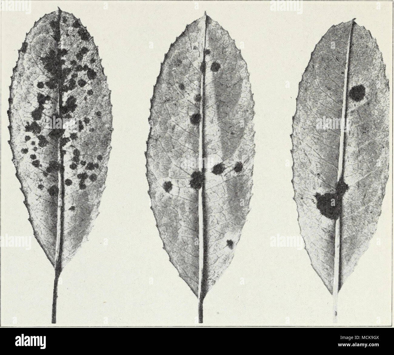 croton iceton plant Codiaeum variegatum pictum Iceton - Croton Iceton Plants | Hortology main image 1