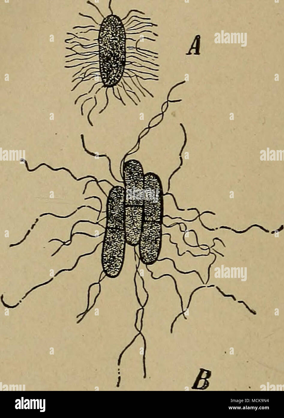 . Fig. 214. - Bacillus subtilis. Les tiges de l'essaimage avec de nombreux bons flagelles. A, après 7J h. ; B, après 8 heures.| pleinement développé, avec des flagelles. (D'après A. Tischer.) équivalents anglais des unités métriques 1 mm. 0.0394 pouces, soit environ 81 cm. cm 1 ^ 0,3937 pouce, soit environ 81 cm -f 1 dm. 3,9370 pouces ou environ 4 pouces de 1 m. 39,37 pouces, soit environ 1 yard 9 * est il IMllllllllllllllllllllllllllllllllllllllllllllfllll est 'T 16 18 12 lllllllllllllllllllllllllllllllllllll* Banque D'Images