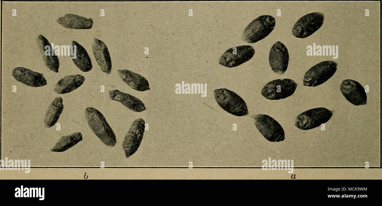 . Fig. 161. - Grains de blé ; un, normal ; b, ratatinée et tués par la tavelure. Après Manns. Scab (Gibberella Saubinetii (Mont.) Sacc). - Cette croûte, décrit pour la première fois en 1884 en Angleterre, semble être tout à fait généralement distribués en Amérique du Nord, et est parfois, mais pas souvent, la cause de pertes considérables. En vertu de conditions favorables à la maladie la perte peut atteindre 10  %. Il n'apparaît que sur la tête lorsque environ la moitié mûres, comme yel- ou faible sur les épillets incrustations rose, sur les bases des glumes, ou encore portant sur le rachis. Les épillets touchés mûrissent prématurément et jaunissent avant e Banque D'Images