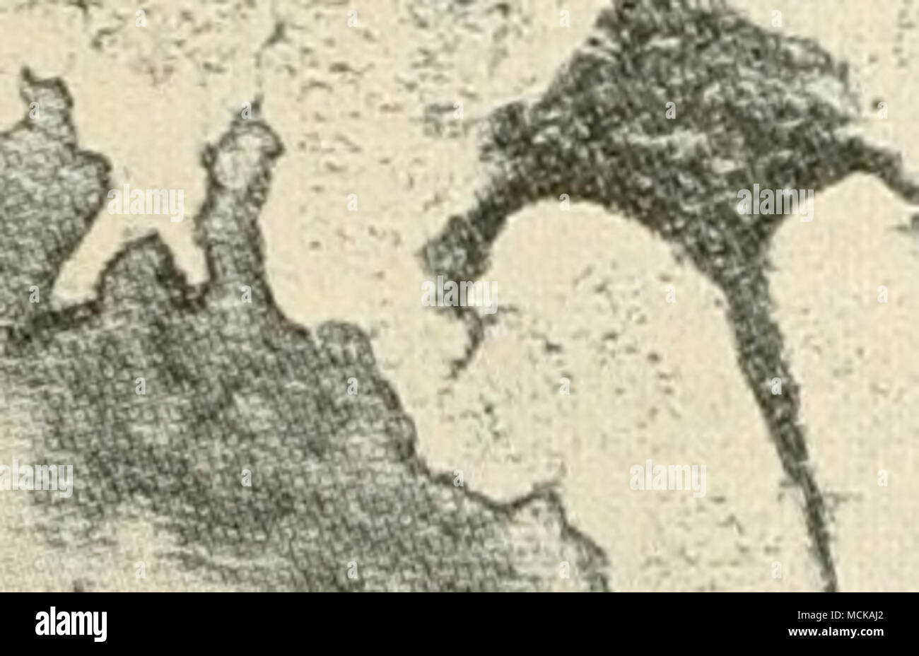 . Fig. 188. - Igniarius Fomes sur l'érable. Après von Schrenk. dans les grandes lignes régulières et délimitée par des couches de noir. L'arbre creux est rarement, mais reste rempli de la bois pourri. Les jeunes arbres qui ne portent pas de branches mortes d'admettre le champignon sont habituellement à l'abri. Banque D'Images