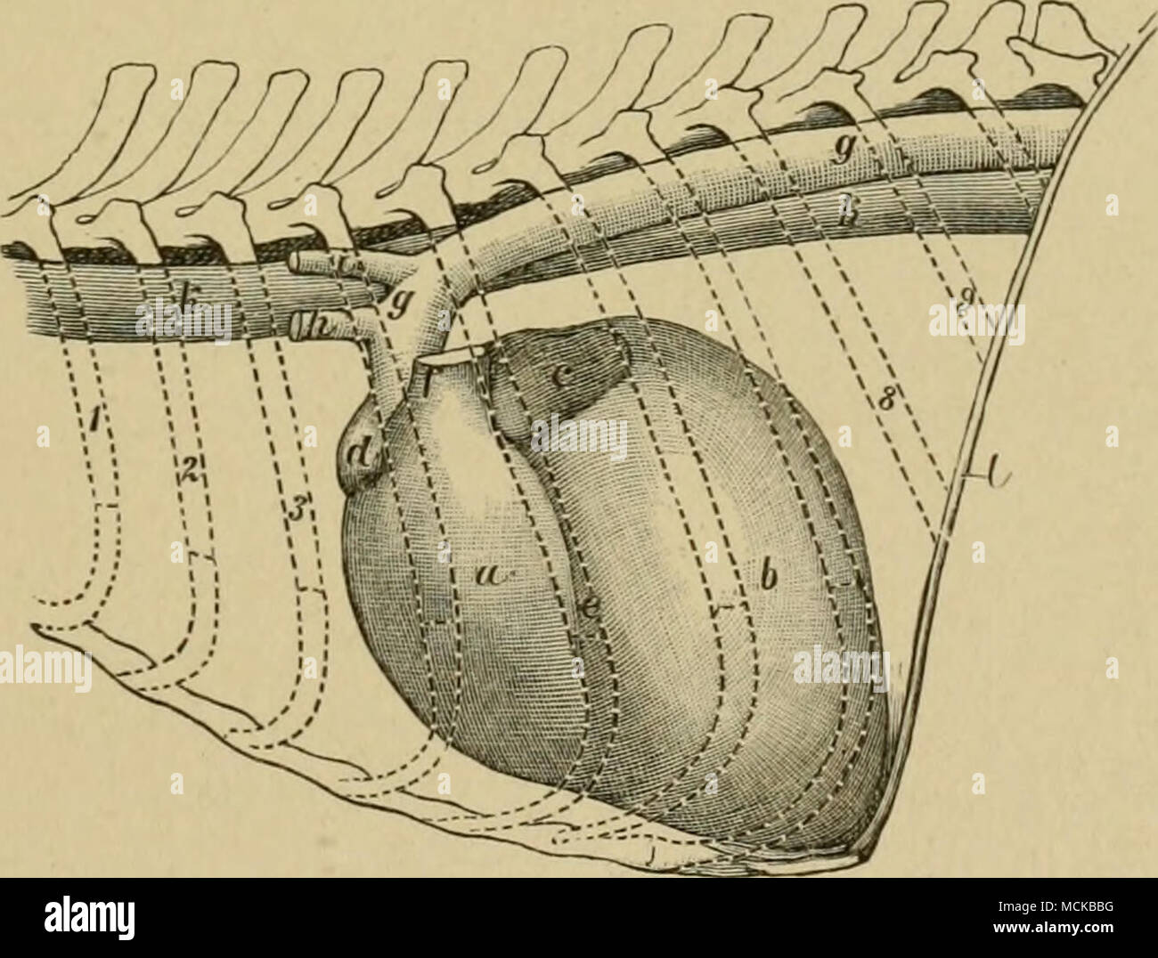 . Le cœur en position : a, b ; du ventricule droit, le ventricule gauche ; c, oreillette gauche ; d, oreillette droite /, artère pulmonaire ; g, aorte ; k, de l'œsophage ; JE, diaphragme. navires, la trachée et l'oesophage et se trouve à proximité de tous les côtés pour les lobes des poumons. Dans sa partie inférieure elle se trouve à proximité de la paroi thoracique, qui s'étend de la troisième à la septième côte. Au coeur-sections nous trouver l'arrangement suivant : le droit de l'article réside dans une orientation antérieure droite de l'axe et la gauche réside dans une direction postérieure gauche. La taille du coeur varie considérablement dans les différents animaux, même wh Banque D'Images