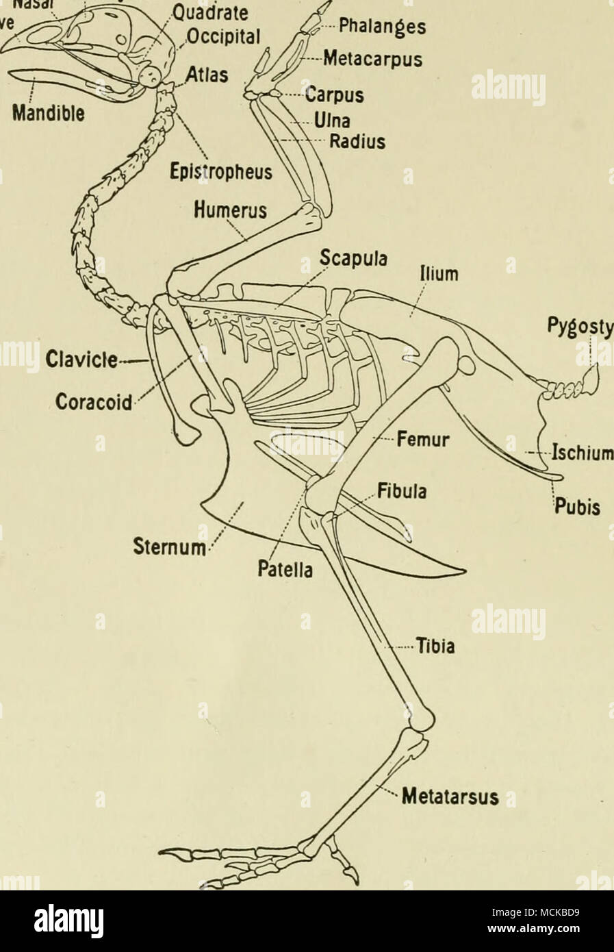 . Métatarse Fig. 1. Le squelette de l'oiseau. (Bradley) les vertèbres thoraciques sont près de al"wajs fondus ensemble par la consolidation de l'apophyse transverse et leurs procédés. La première peut être gratuit et le dernier peut être fusionnée avec les vertèbres lombaires. Les régions lombaire et sacrée de la colonne vertébrale ne montrent pas une ligne de démarcation. Les 14 vertèbres sont consoli- datée dans une masse osseuse qui porte sur sa face ventrale crêtes représentant l'apophyse transverse des vertèbres indépendant d'origine. L'coccygien vertèbres sont au nombre de sept. La dernière est la grande Banque D'Images