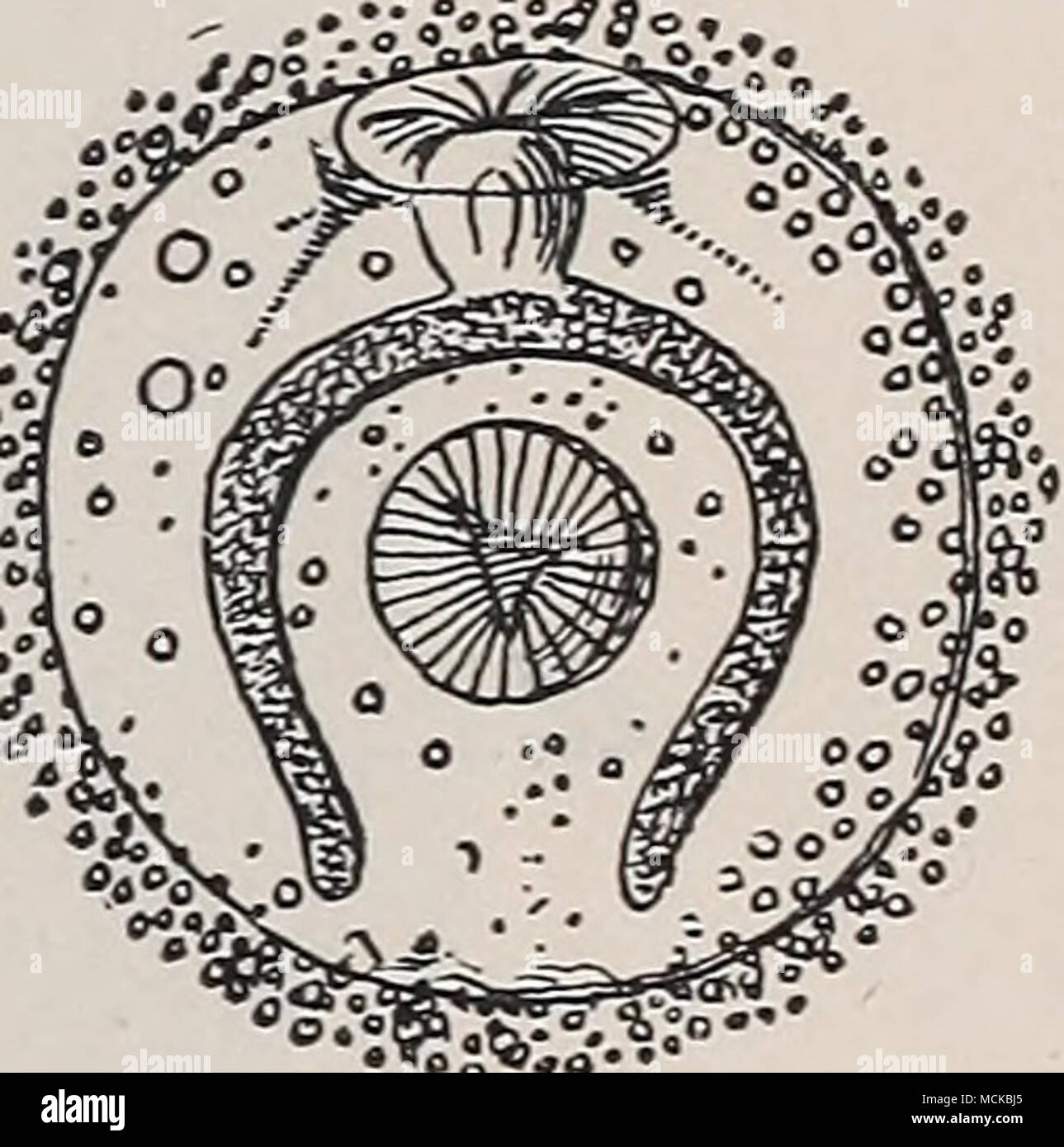 . Fig-. 155.-isolées en- cj^cercaire sted de la politique commune de la douve du foie. • X 150. (Après avoir Leuc- kart, 1889, p. 286, fig. 142.) génération (cercaires) s'échapper. La partie postérieure de la w^orm est fournie, à peu près à la frontière de la troisième et le dernier quart du corps, avec deux projections. Il y a une bouche avec le pharynx situé à l'extrémité antérieure, le pharynx conduisant à un simple sac intestinal aveugle. La rédie, ainsi que les des sporocystes, peut être considéré comme un organisme féminin, et dans sa cavité corporelle se trouvent un certain nombre de cellules germinales, qui se développent dans les individus de la prochaine générations Banque D'Images