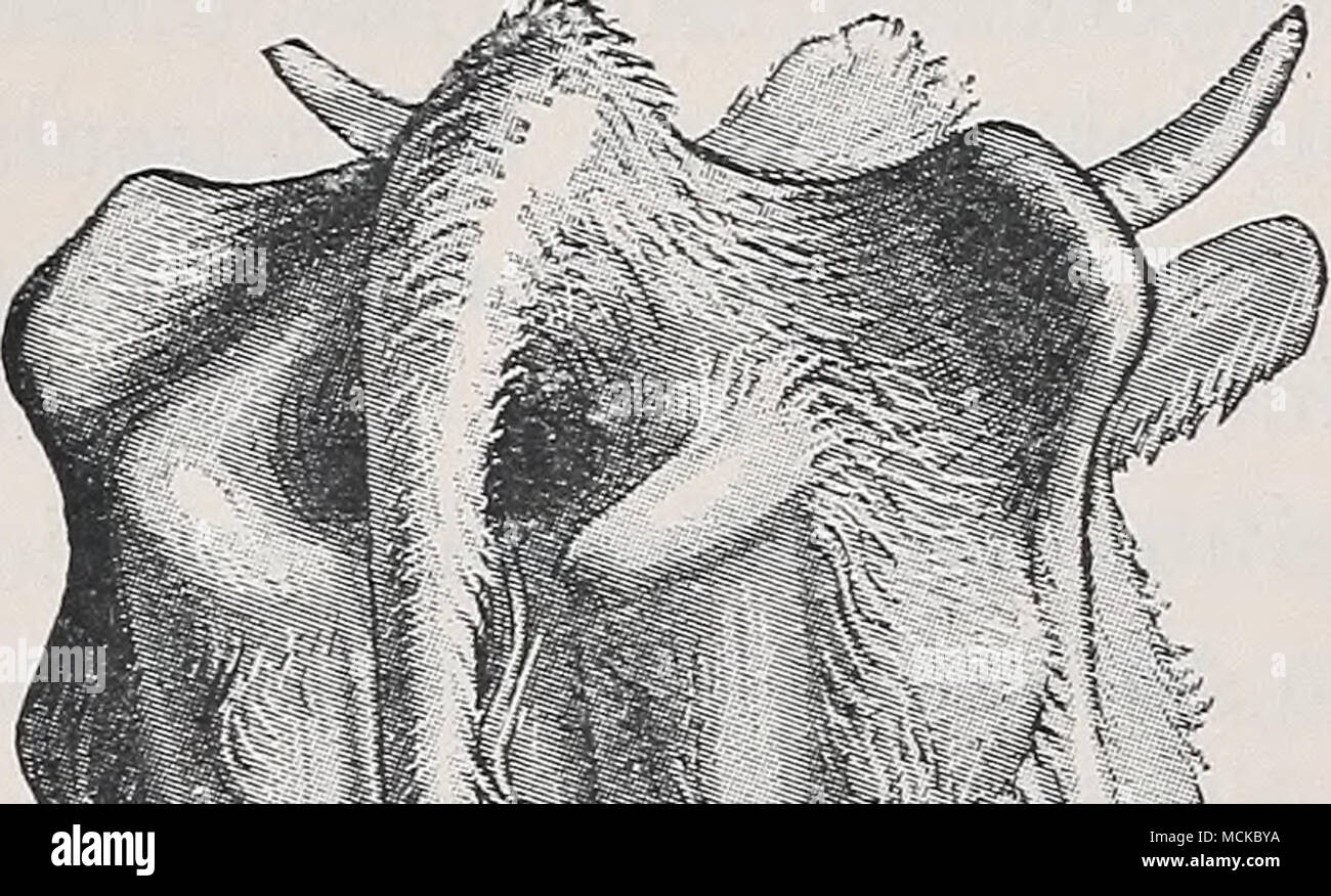 . --X ; l'Argentine sous le nom de diarrhée, la pasteurellose bovine, ou enteque. L'hypothèse n'a pas été vérifiée, et des traitements, dit Camping naturiste la genèse par lui d'avoir réussi à l'Argentine, toujours échoué dans la main Moussn. Le seul point qui me semble recevable, c'est que cette maladie, qui Moussu considéré comme ayant des analogies avec la dysenterie sporadiques chronique dans l'homme, est due à un ou plusieurs organismes qui se développent dans l'intestin et produisent des toxines, ce qui provoque la diarrhée, sans, toutefois, niarked in- flammation de la muqueuse intestinale. Les symptômes. Les premiers symptômes sont souvent sur- avait l'air. Le diarrho Banque D'Images