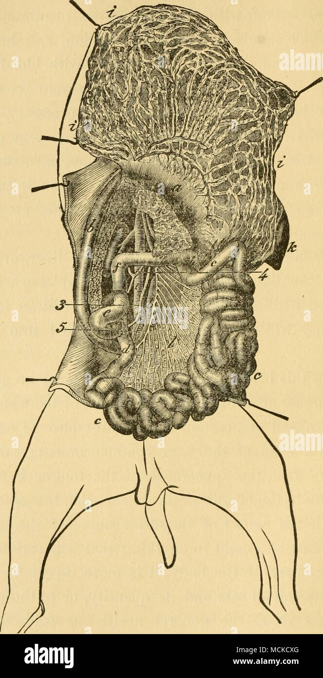 . Fig. 15.-intestins op le chien (Chauveau). Estomac duodénum ; ; 6, c, jéjunum ; d, l'iléon, le caecum ; e ; /, côlon ascendant ; g, côlon transverse ; h, origine de côlon descendant ; /, grand omentum ; k, la rate ; /, mésentère ; dans, le pancréas ; t, Aoi-ta ; 2, 3 ; l'artère mésentérique grande artère du duodénum, • 4, artère du gros intestin ; 5, petite artère mésentérique. Banque D'Images