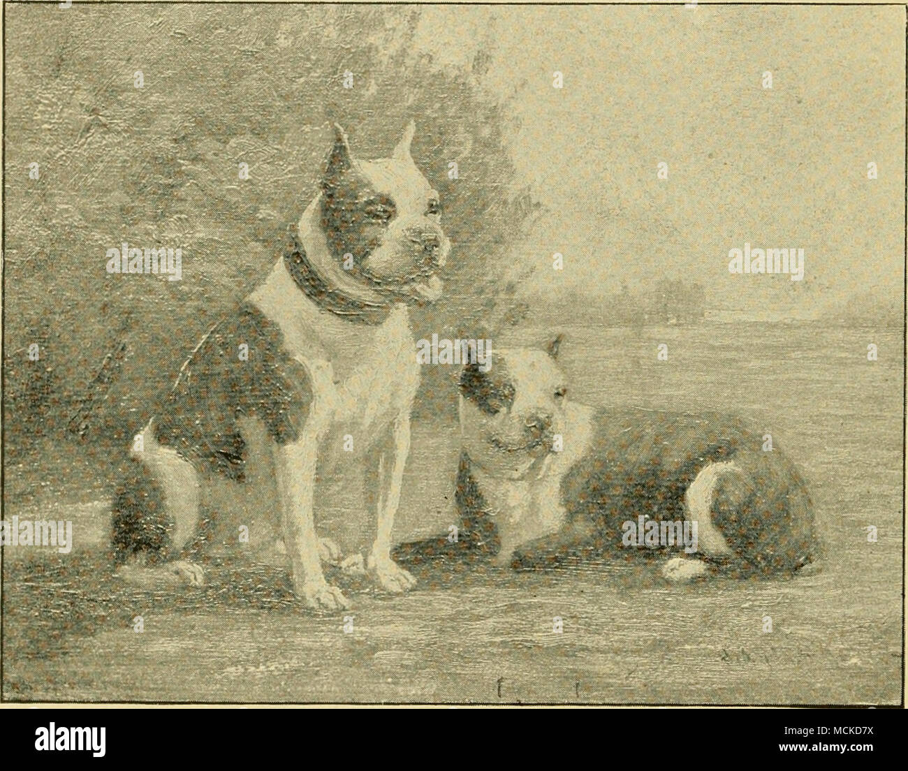 Les terriers de Boston, "Tom" et "MIKE." La propriété de John P. Barnard,  Esq., Weynaouth Heights, Massachusetts, queue portée bas ; bref, dur,  manteau lumineux, et sa couleur la plus populaire