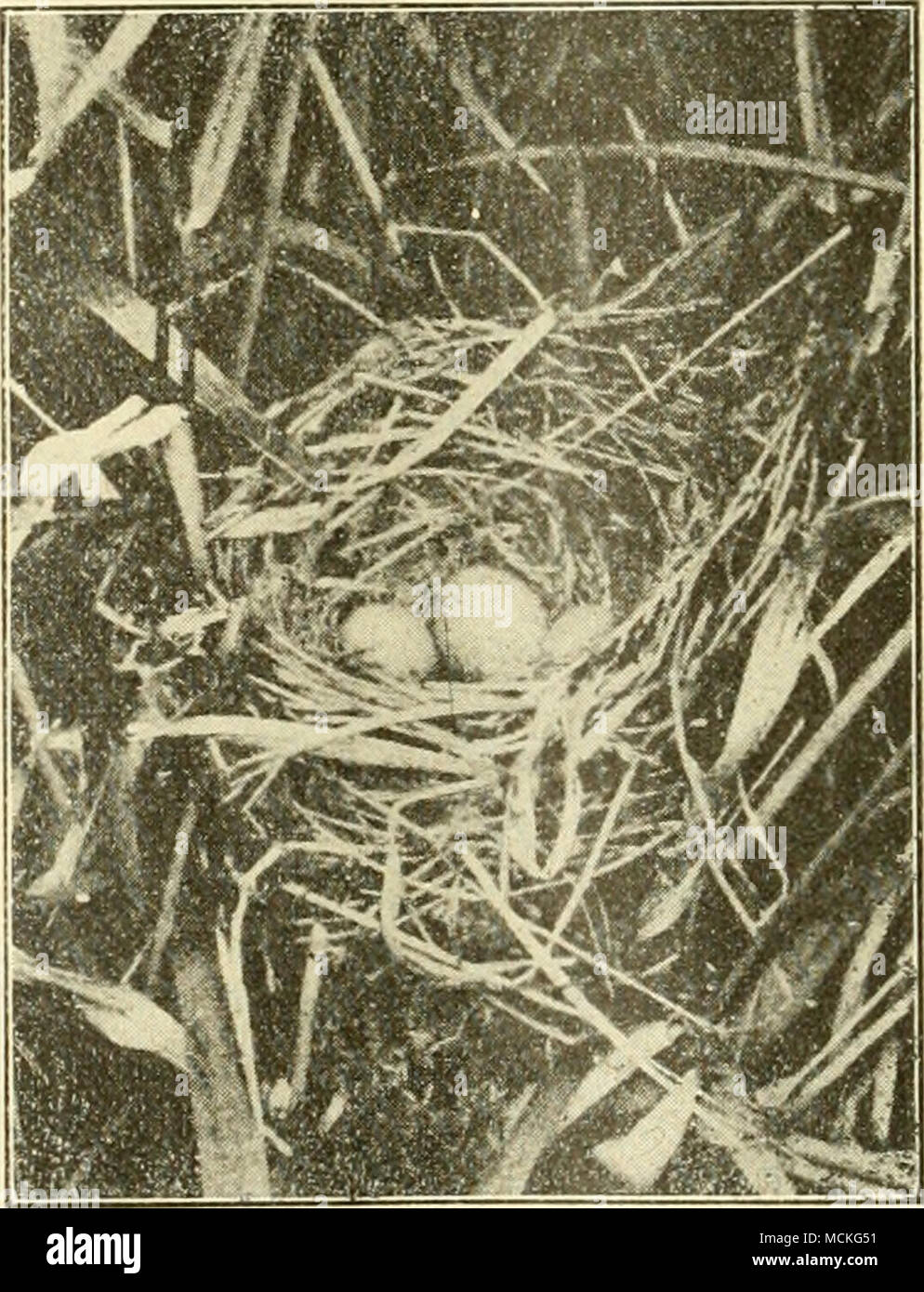 A A A A A C A A Aª 3 ºaaaaµa A Ac A A A A A A A A Ee 0 Aººa E C A Aªae A Le Eae c Ae C A A Ae Ae A e Ae A A A A A E A A Ae A Aºc A A G0ccv3hs Nerican S A L Tnn A Lt 7 27aai Phthahmis6 Wilson Eªaca A A c